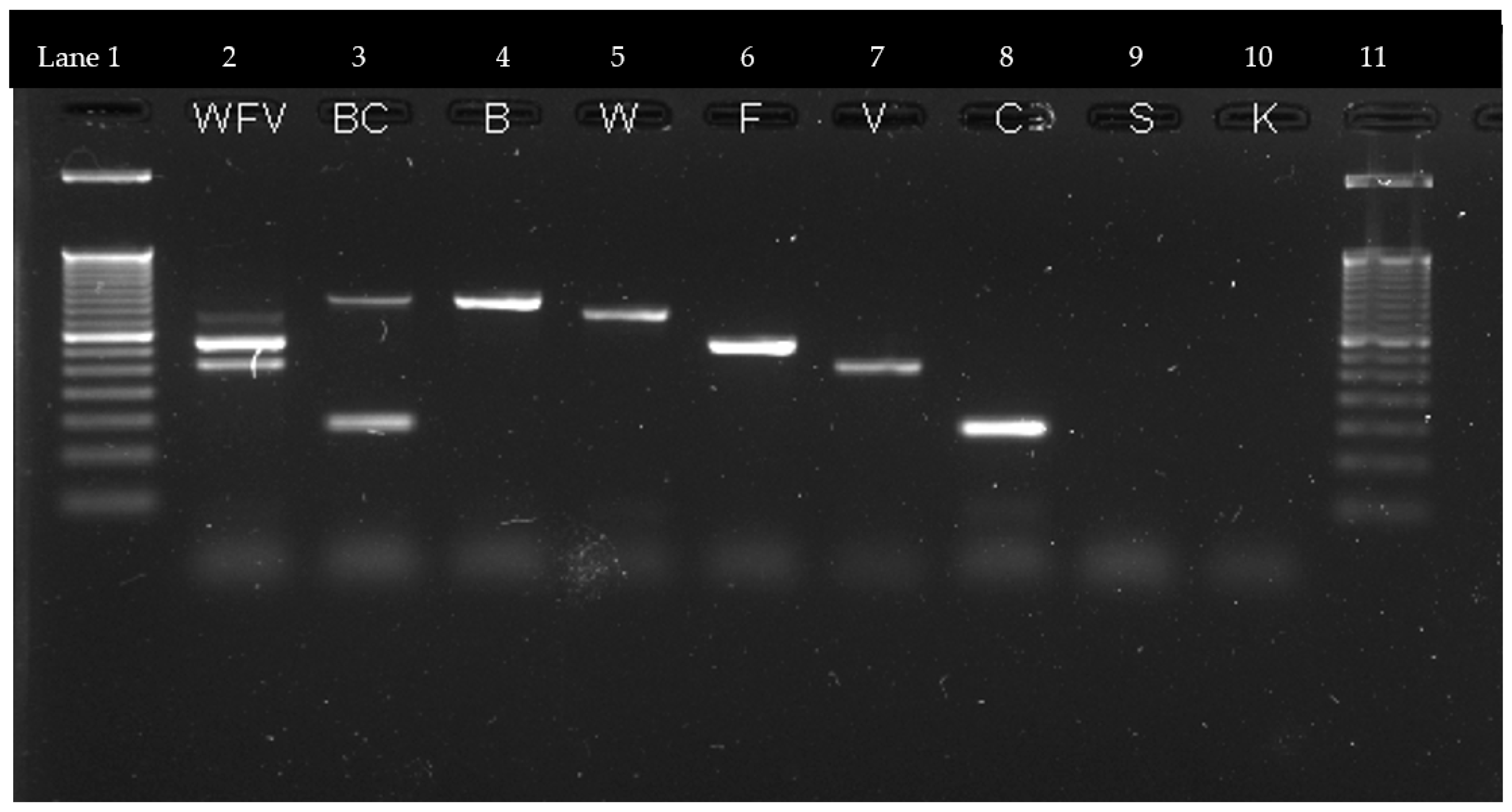 Pathogens 12 01018 g001 Pathogens 12 01018 g001