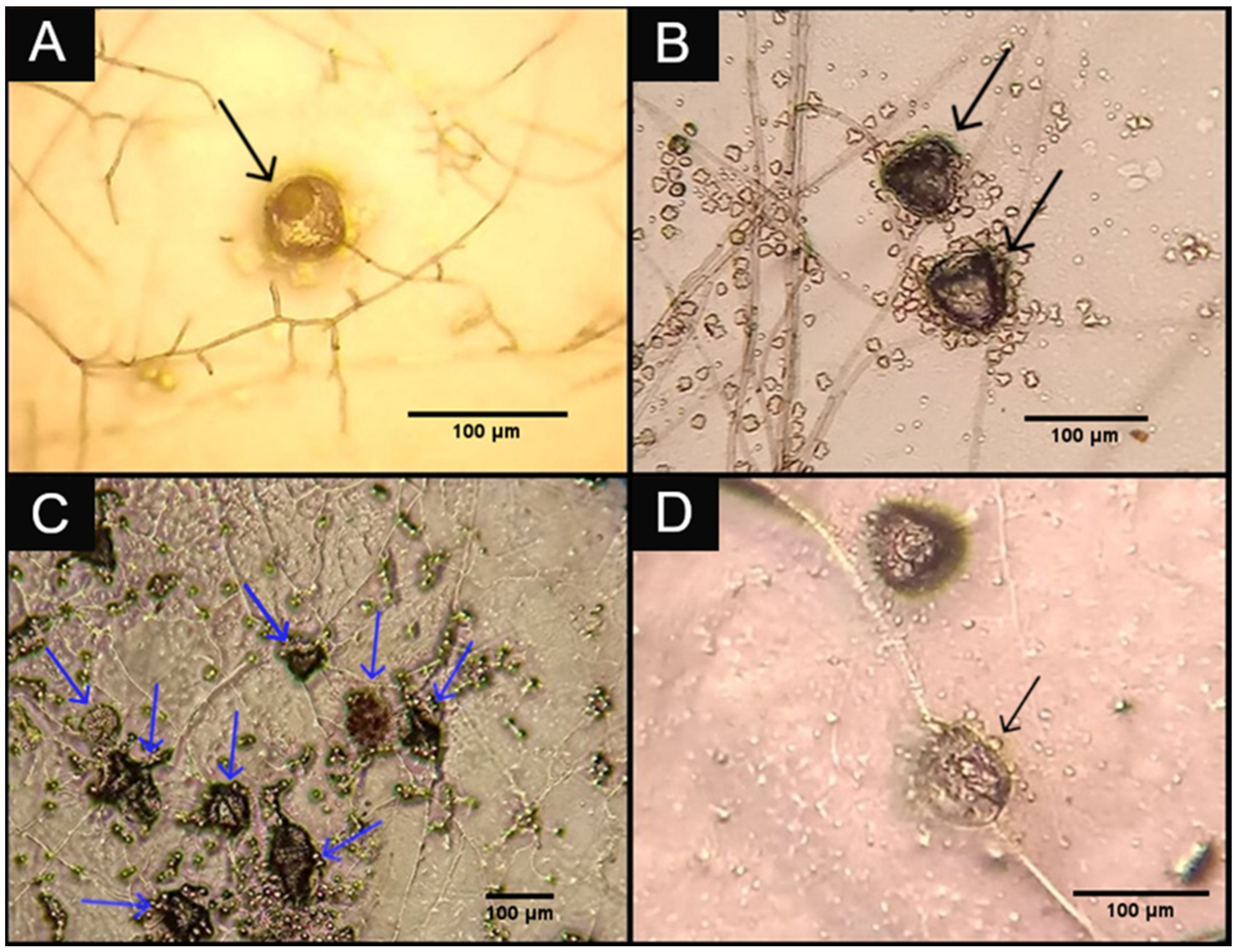 Pathogens 12 01028 g001 Pathogens 12 01028 g001