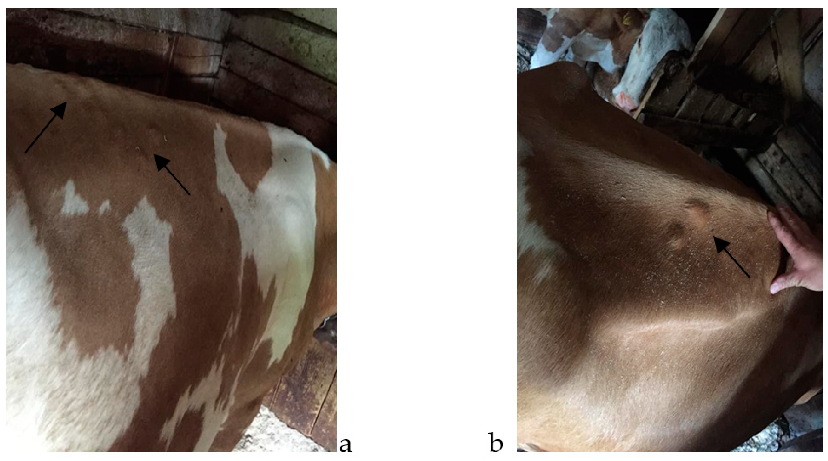 Pathogens 12 01077 g001
