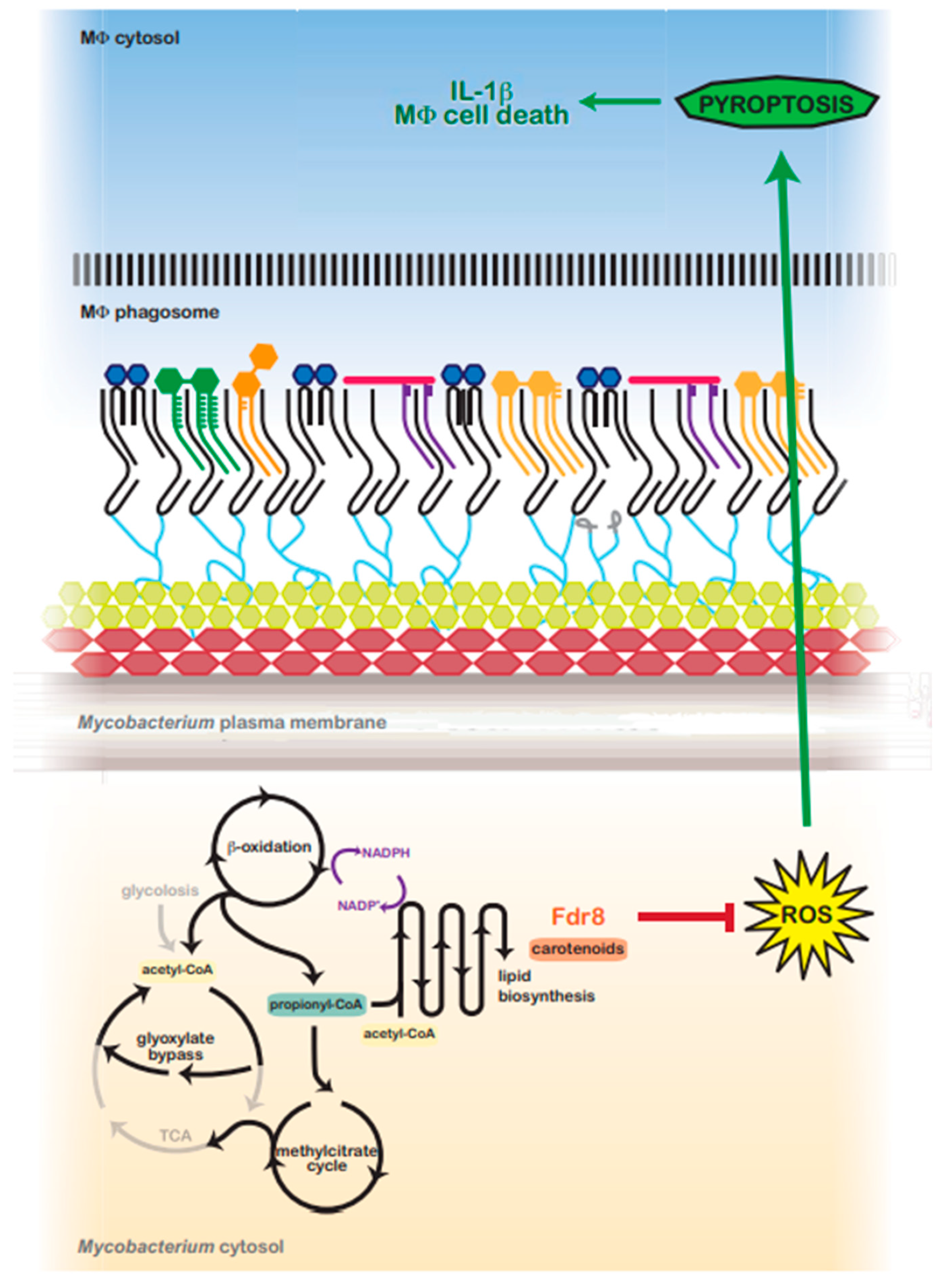 Pathogens 12 01109 g006