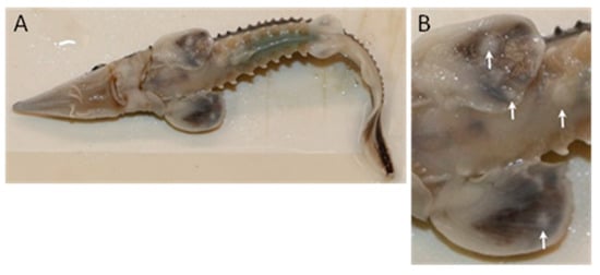 Pathogens 12 01115 g002