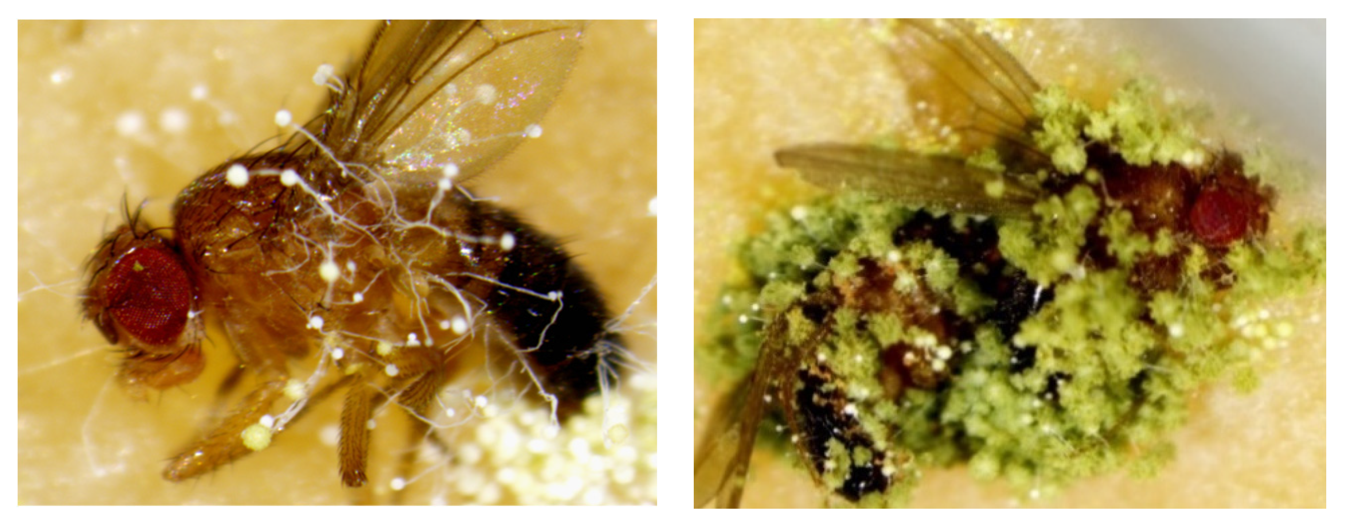 Pathogens 12 01154 g007 Pathogens 12 01154 g007