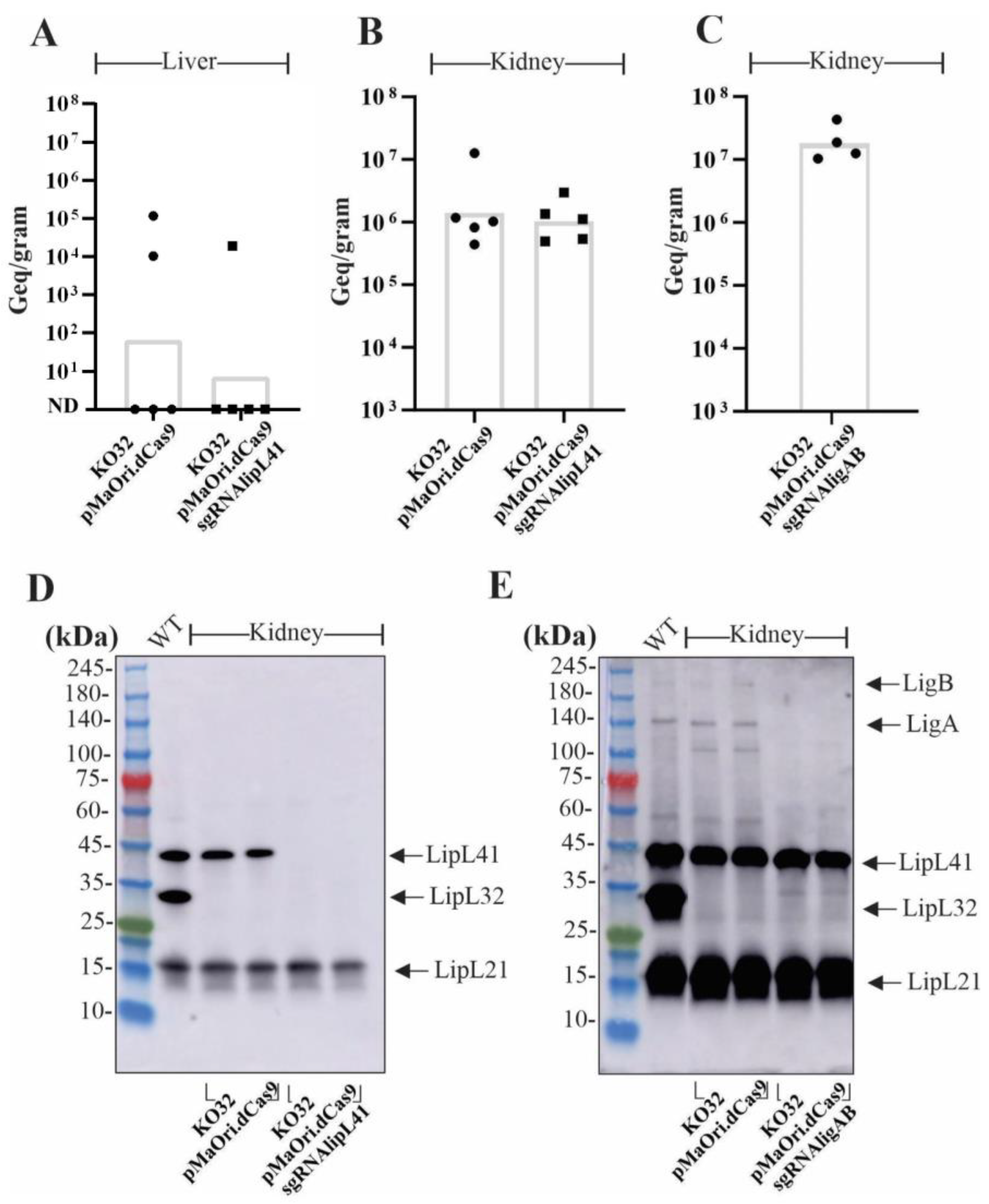 Pathogens 12 01191 g004