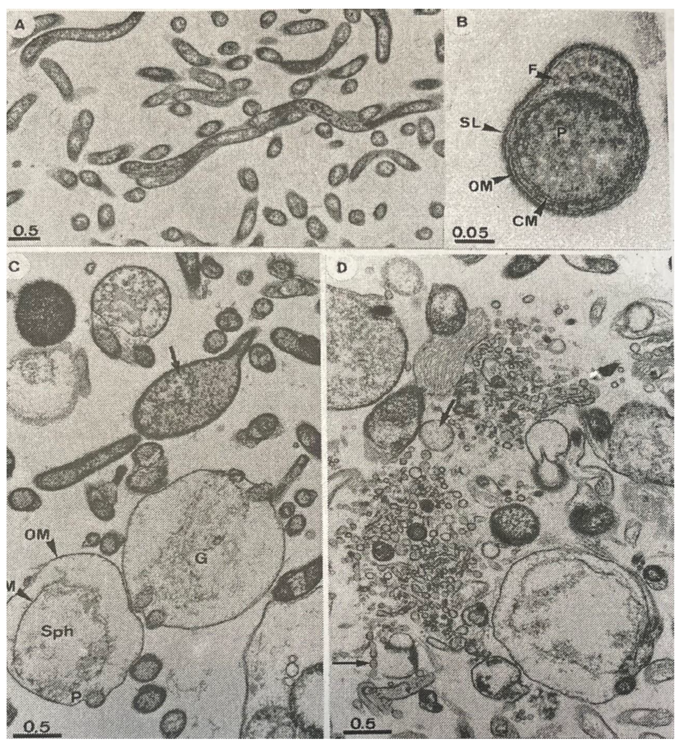 Pathogens 12 01204 g004