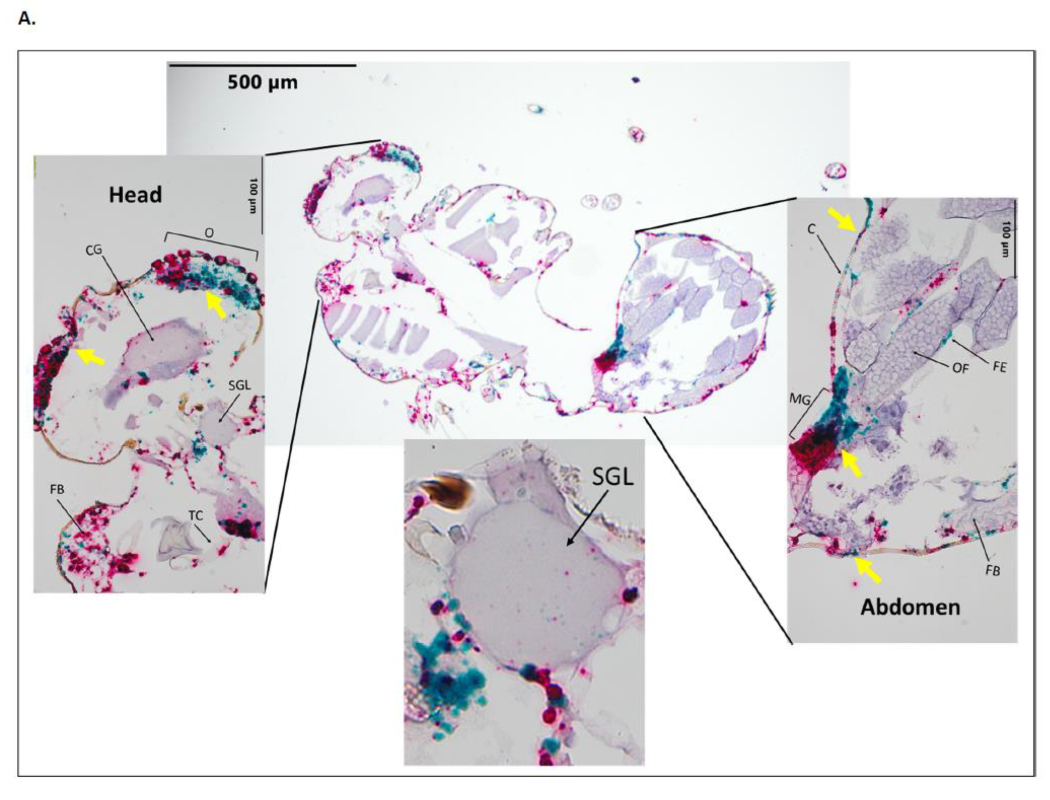 Pathogens 12 01207 g005a