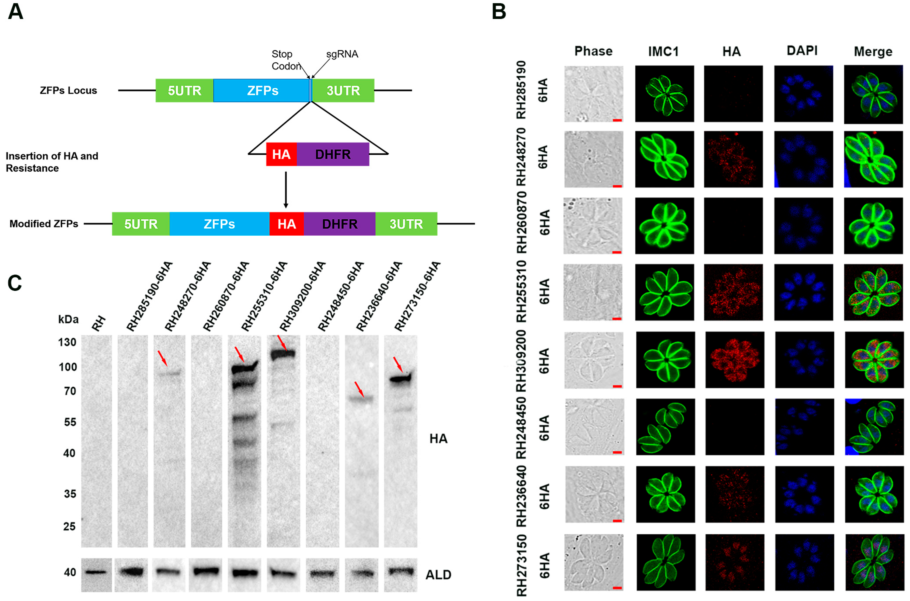 Pathogens 12 01232 g002