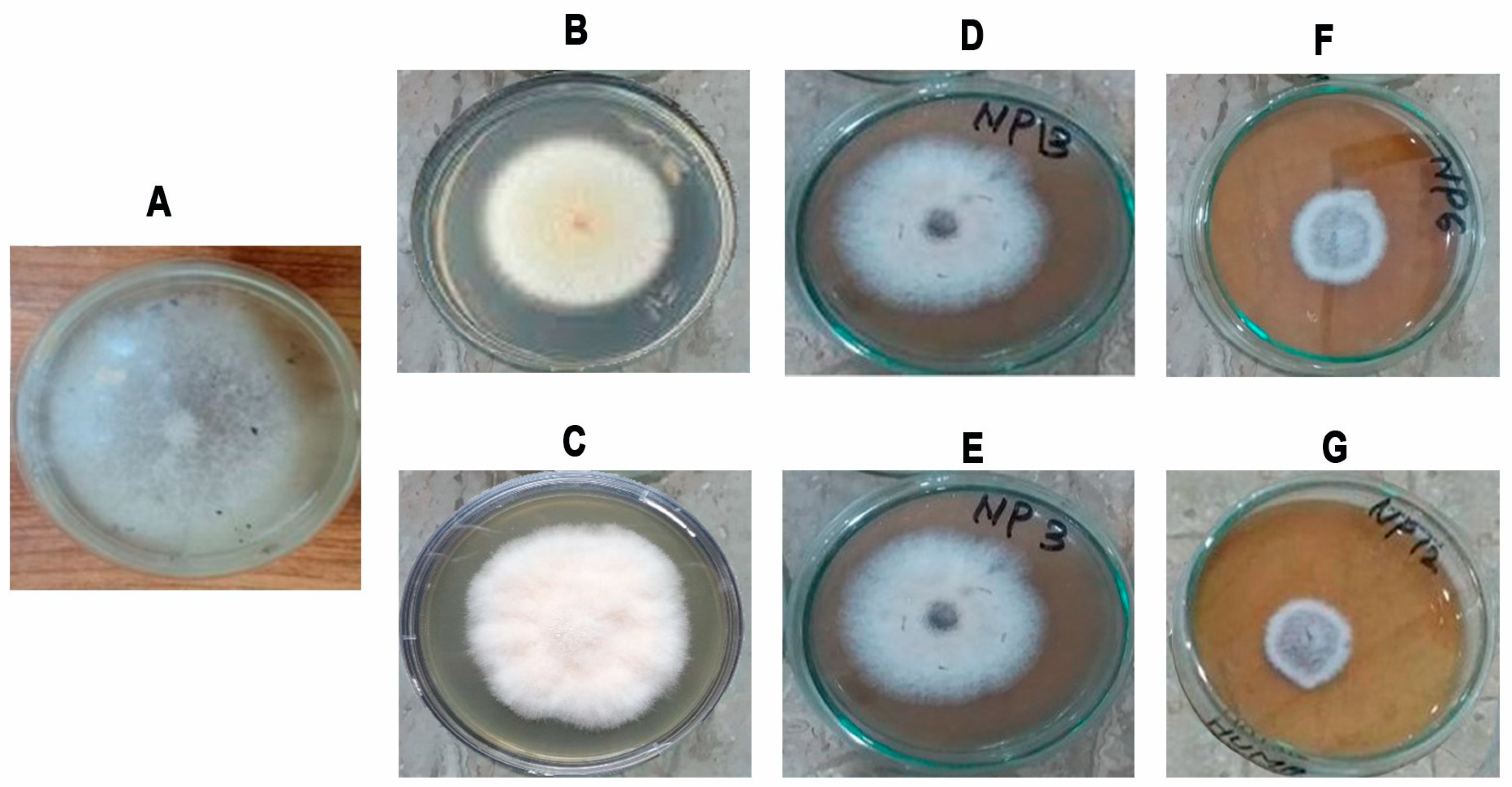 Pathogens 12 01247 g007