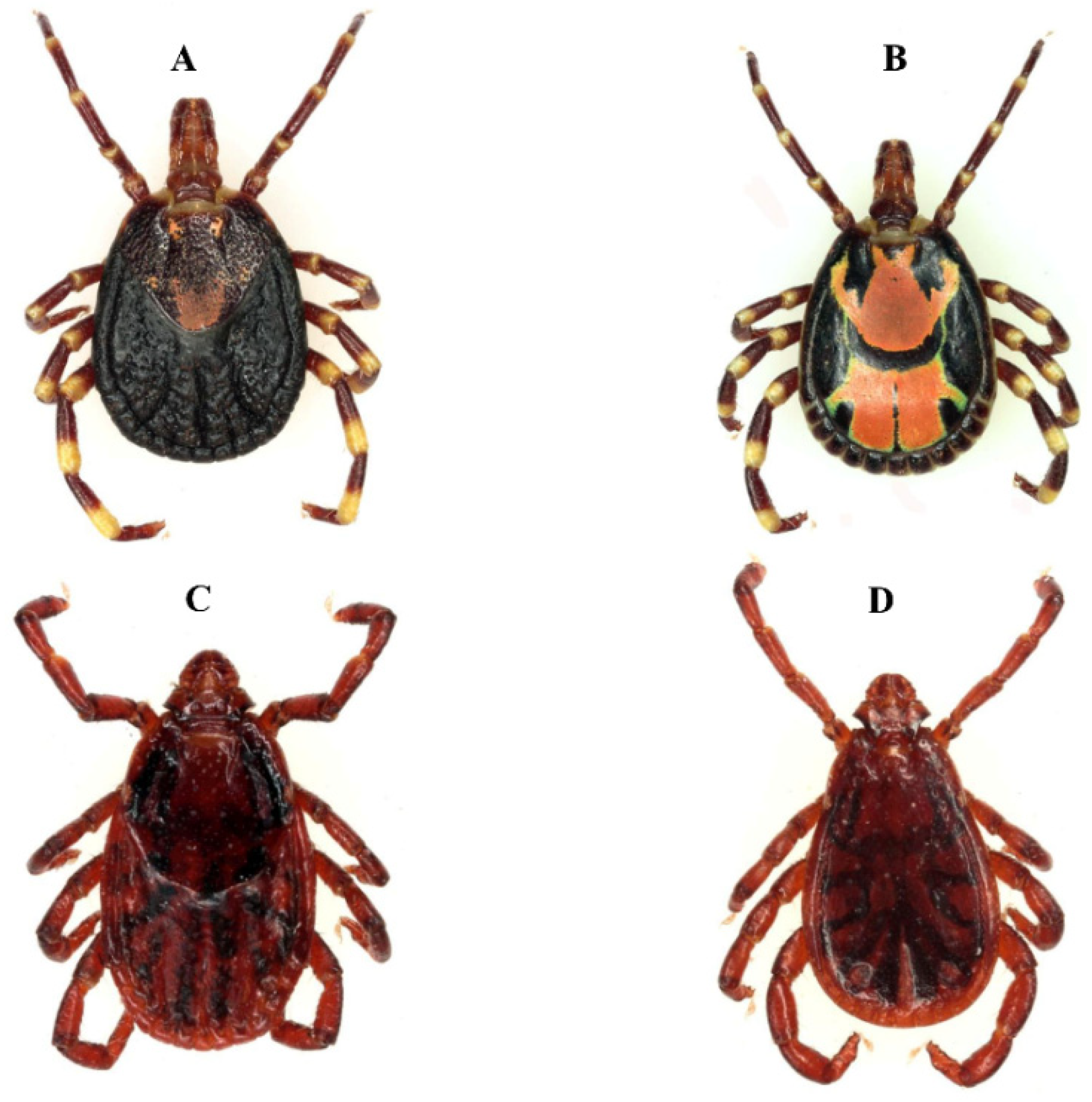 Pathogens 12 01276 g001
