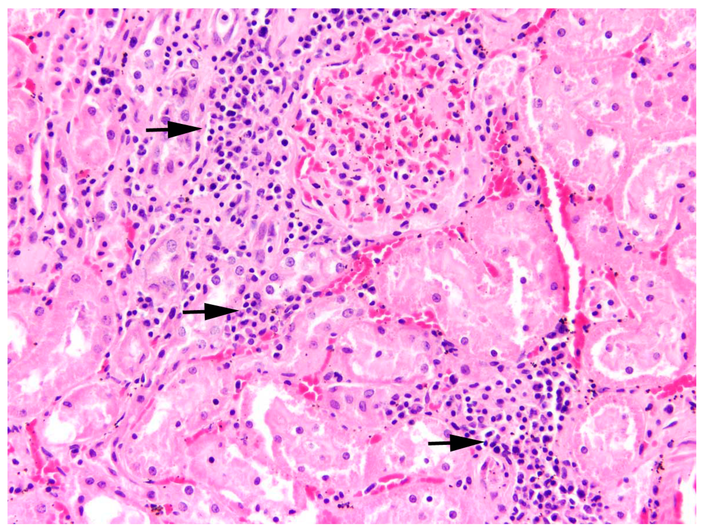 Pathogens 12 01317 g012