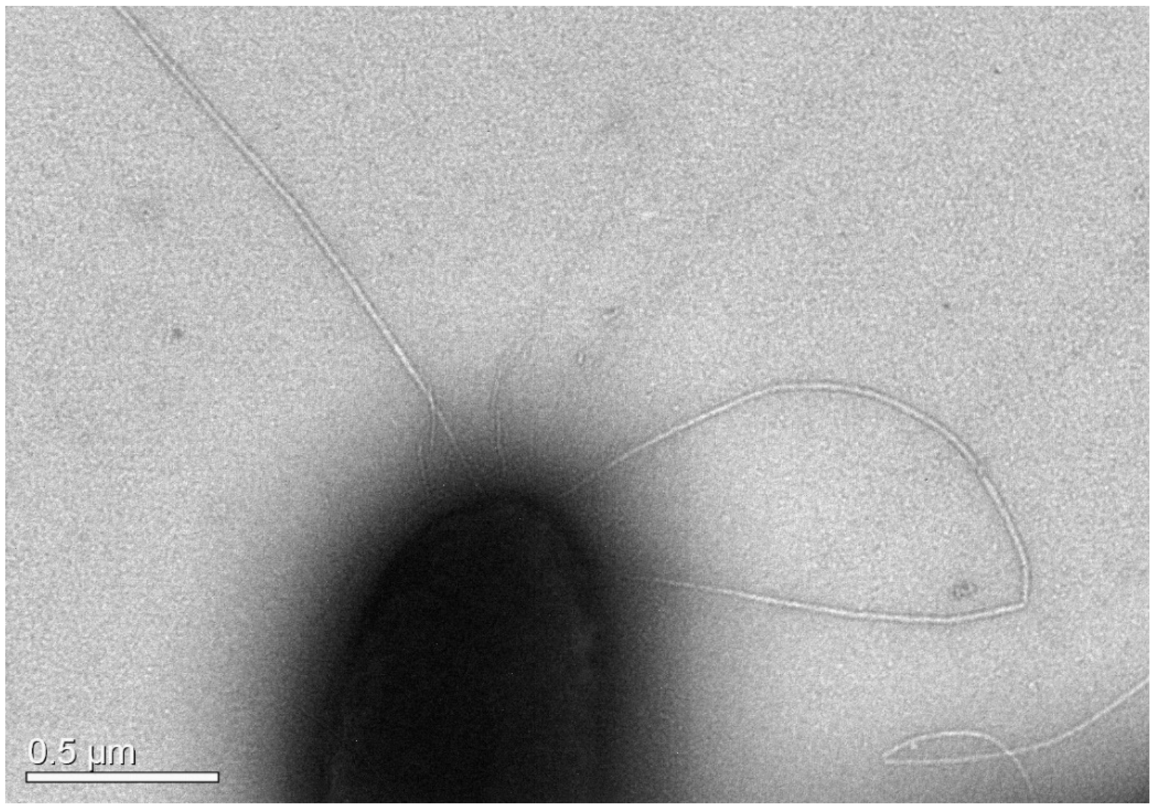 Pathogens 12 01337 g006 Pathogens 12 01337 g006