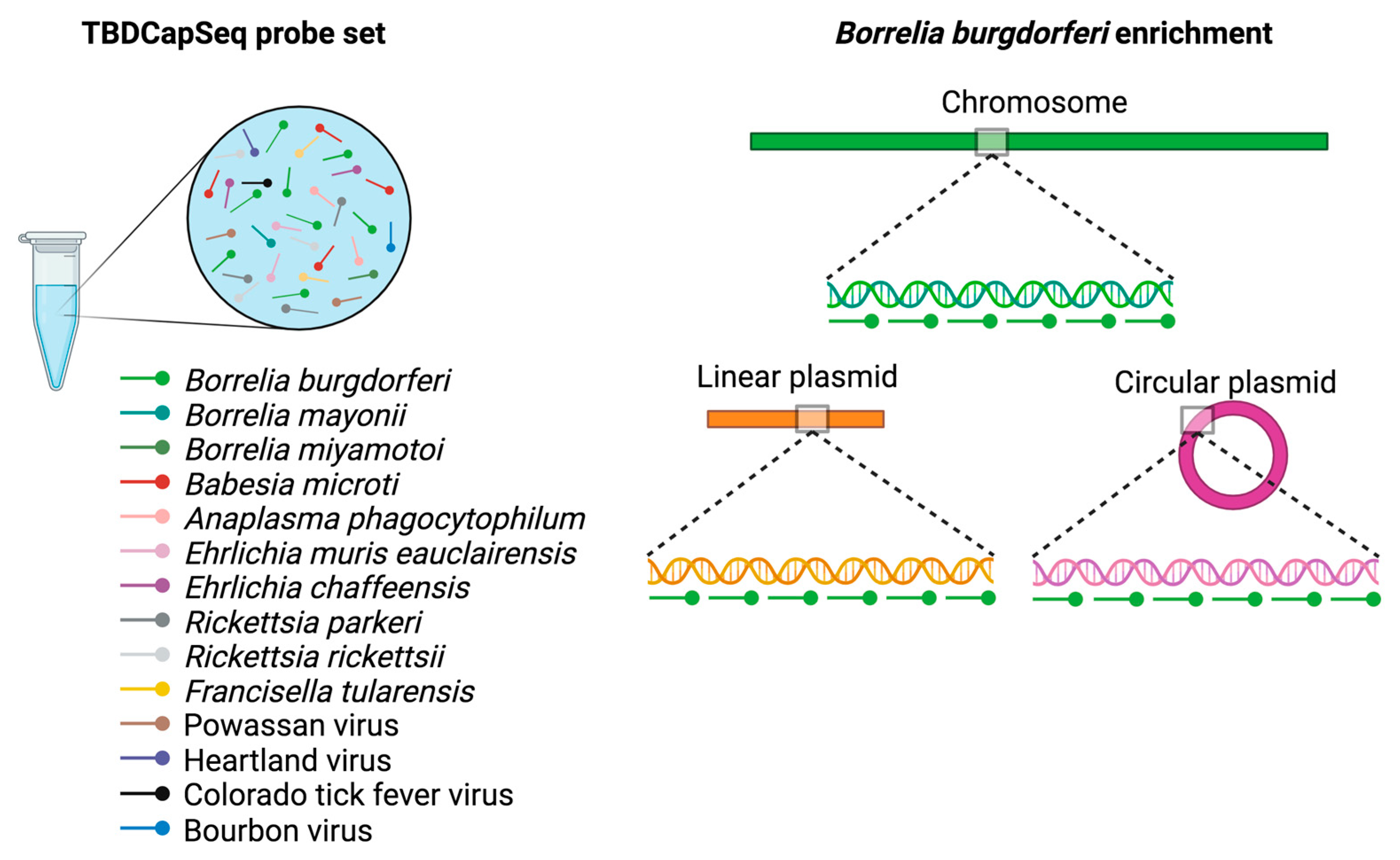 Pathogens 12 01371 g001