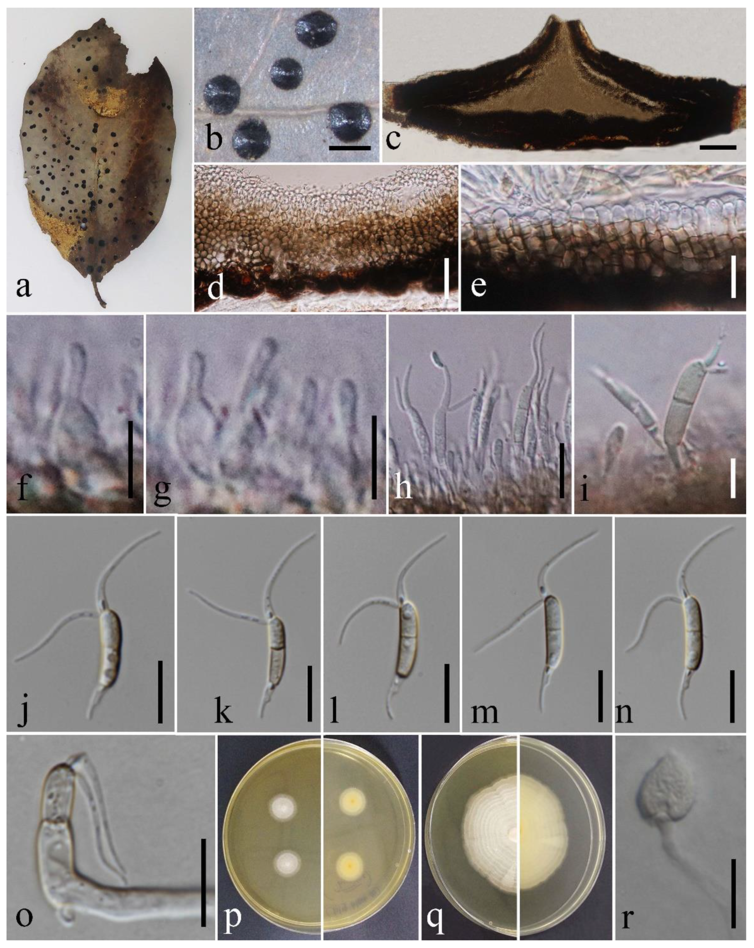 Pathogens 12 01407 g007