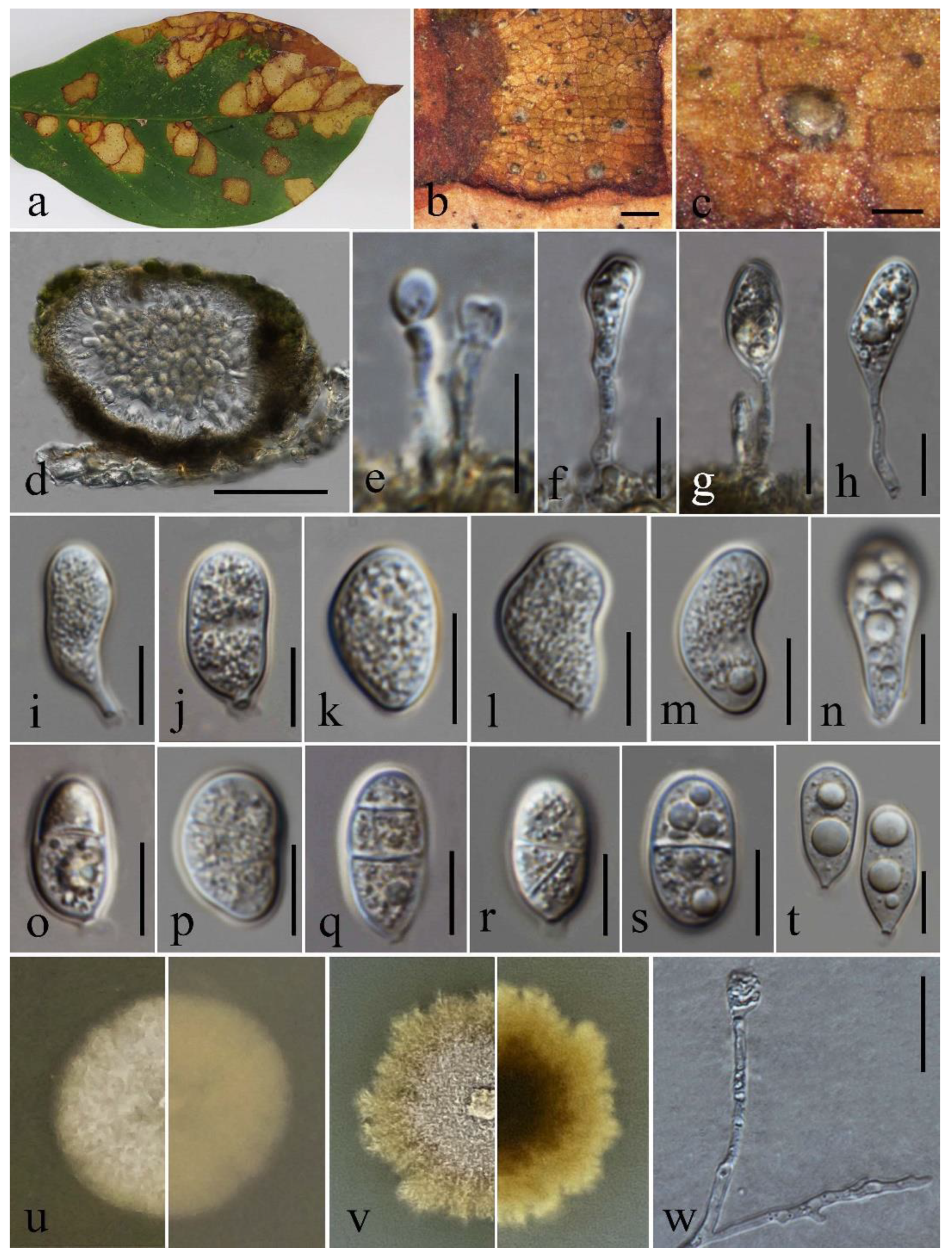 Pathogens 12 01407 g010