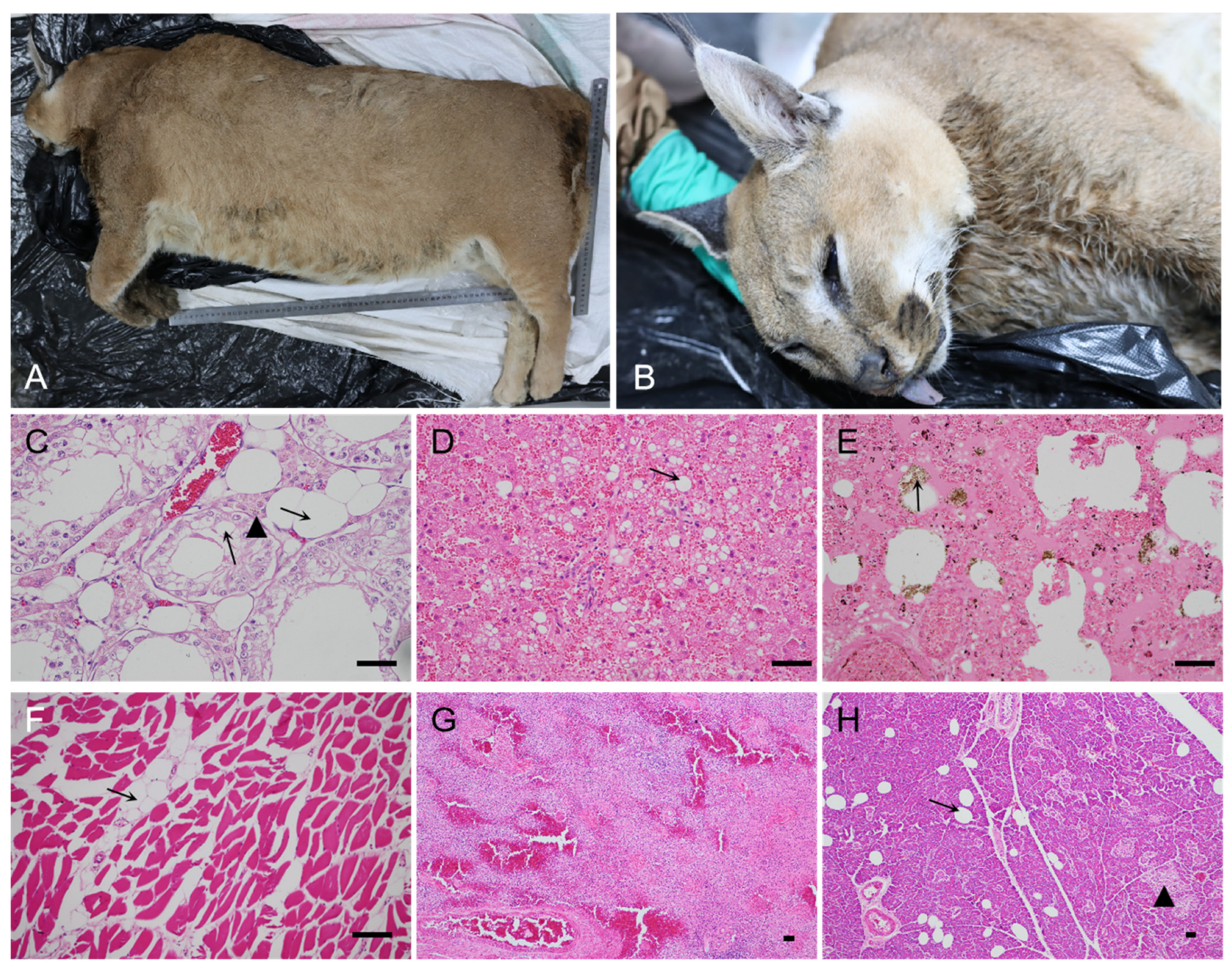 Pathogens 12 01412 g001