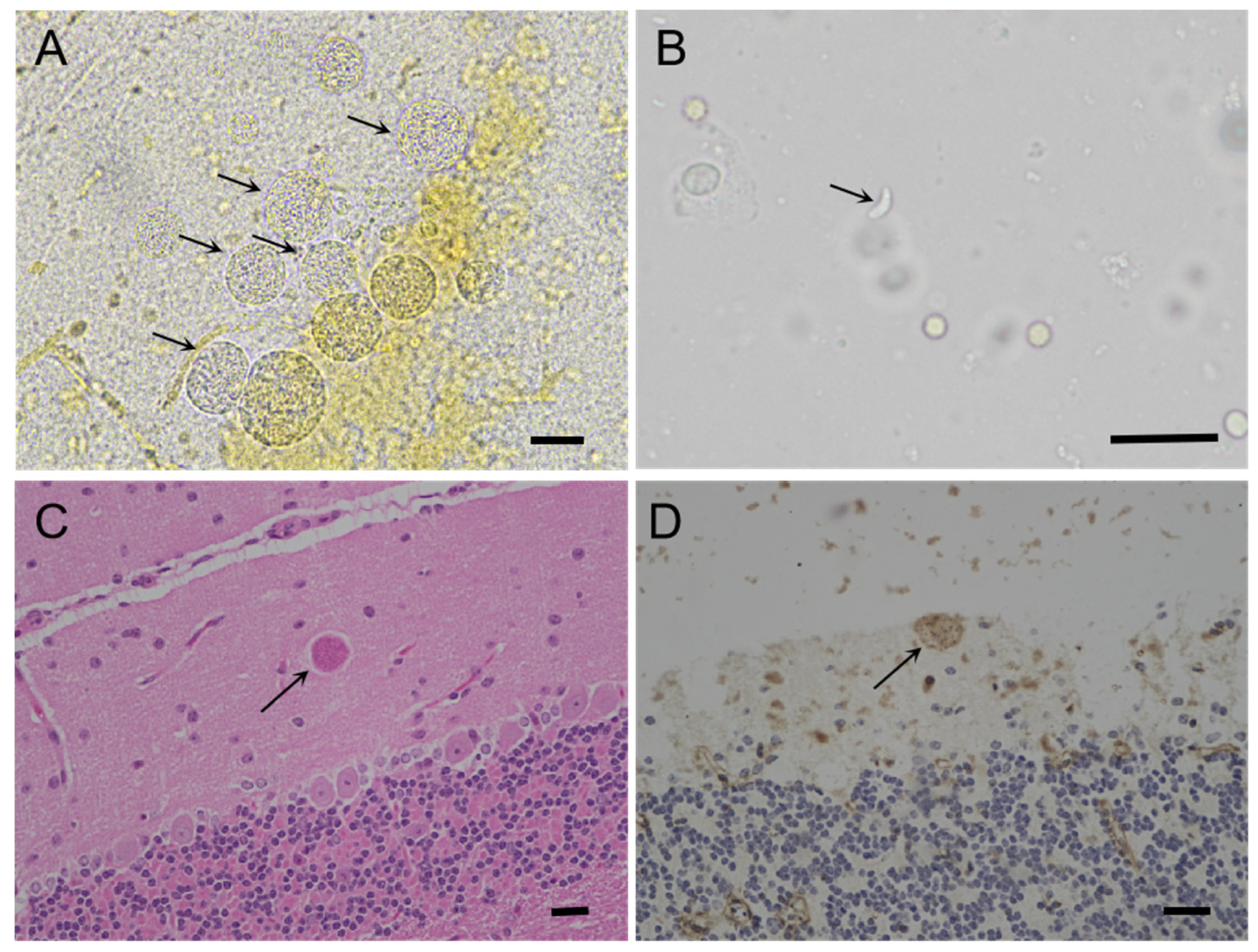 Pathogens 12 01412 g002