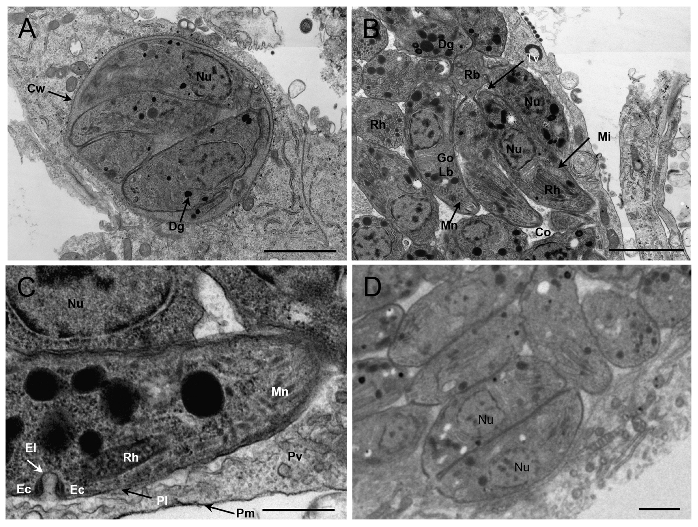 Pathogens 12 01412 g004
