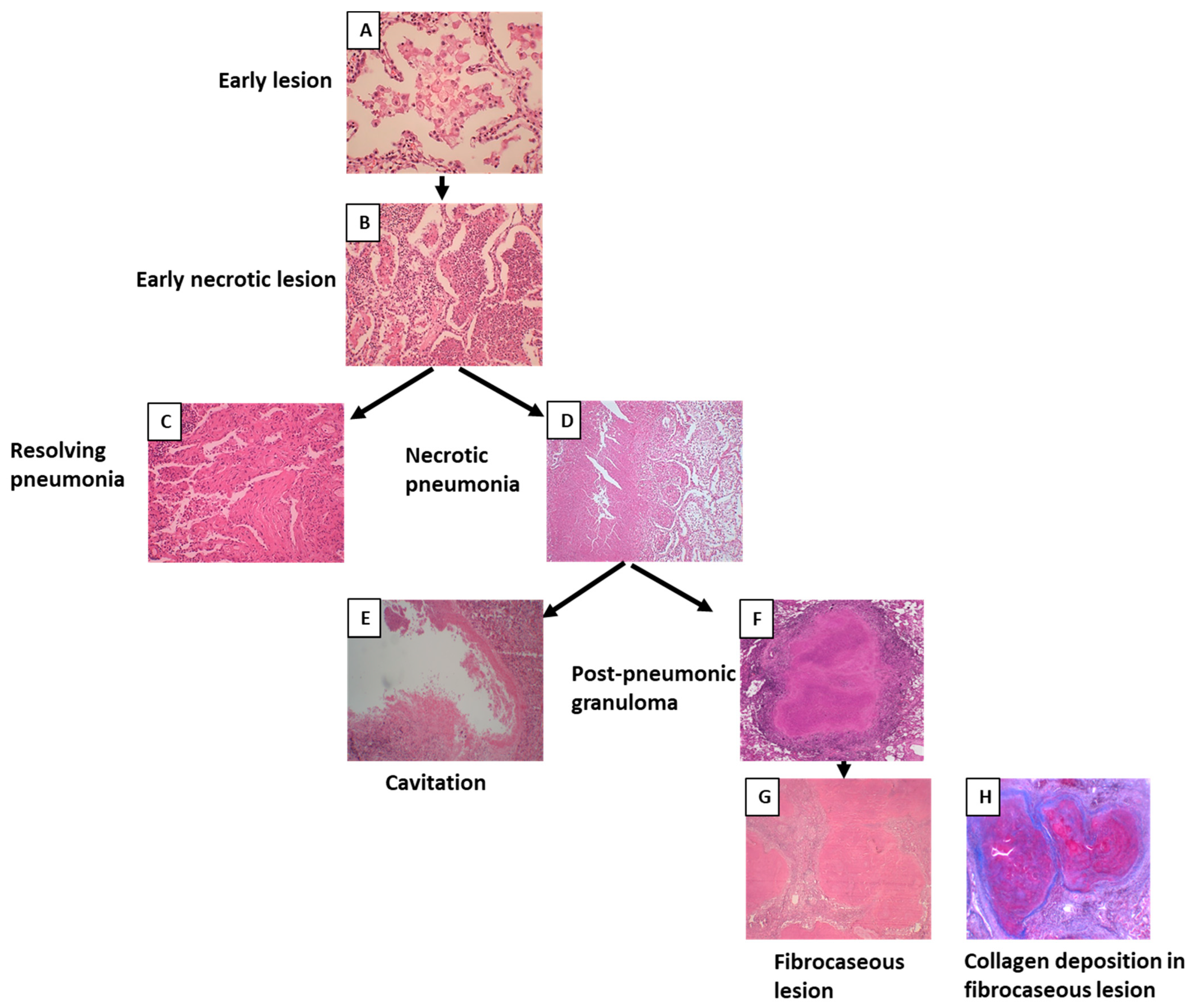 Pathogens 12 01426 g003