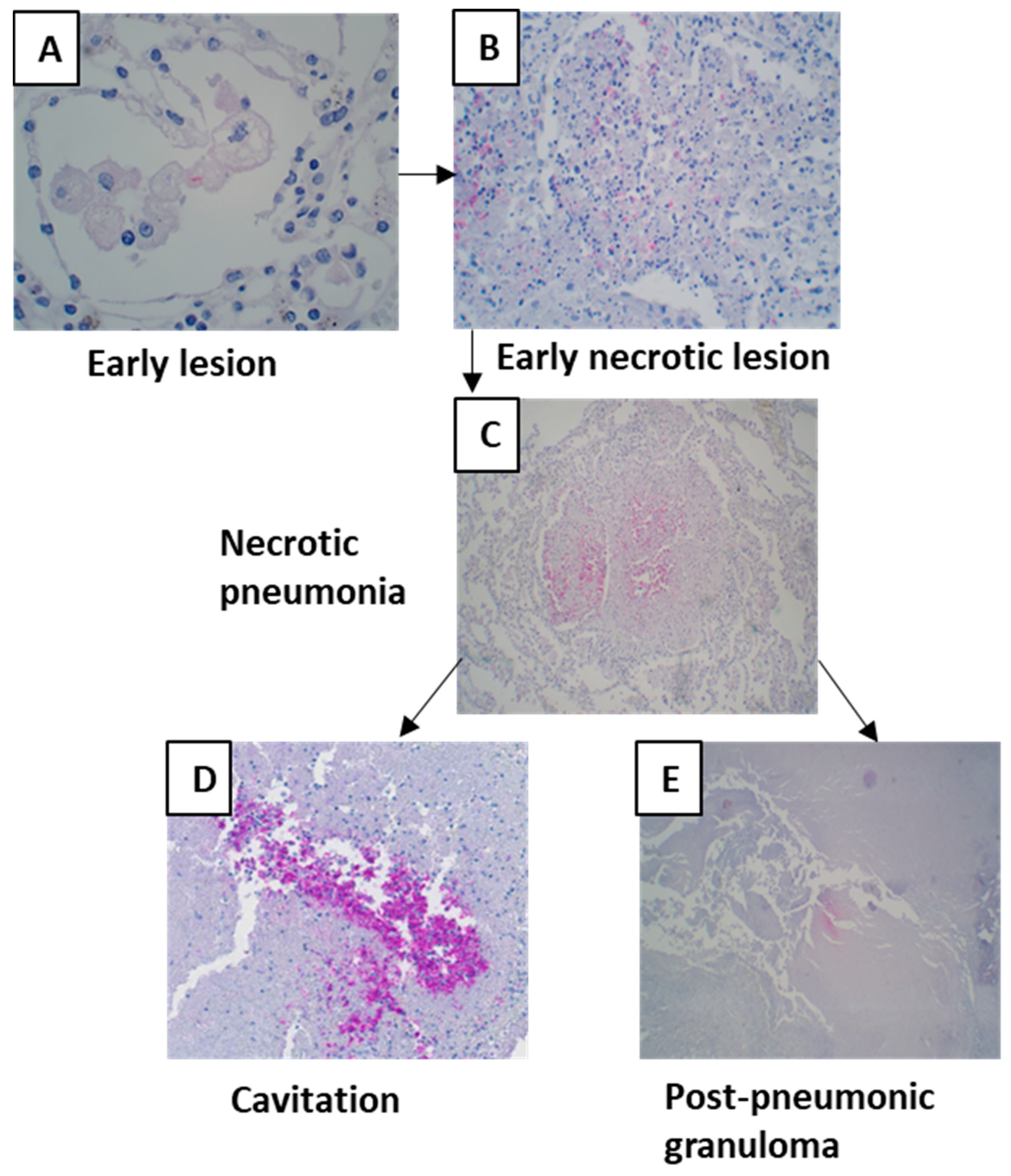 Pathogens 12 01426 g007