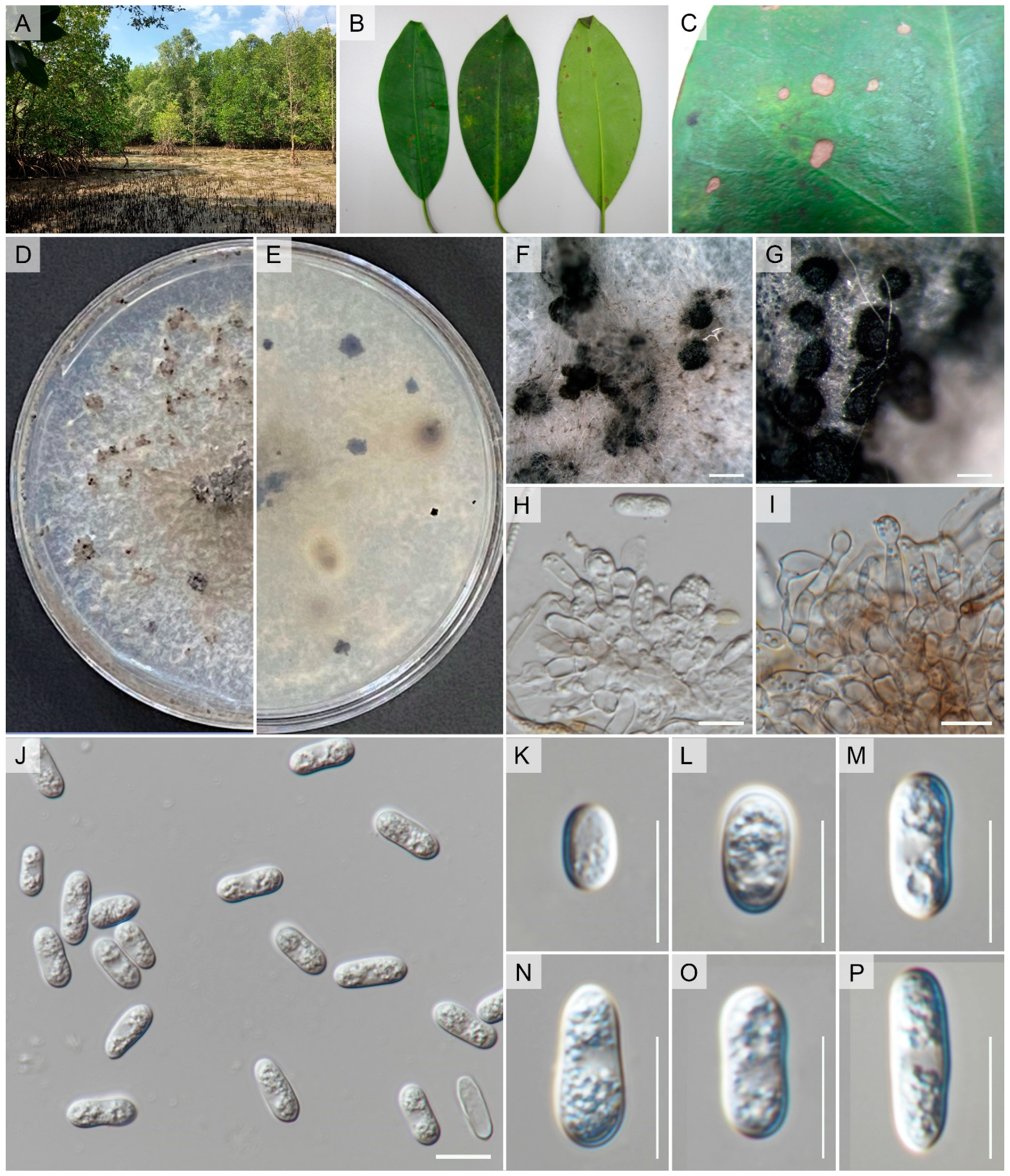 Pathogens 12 01436 g003