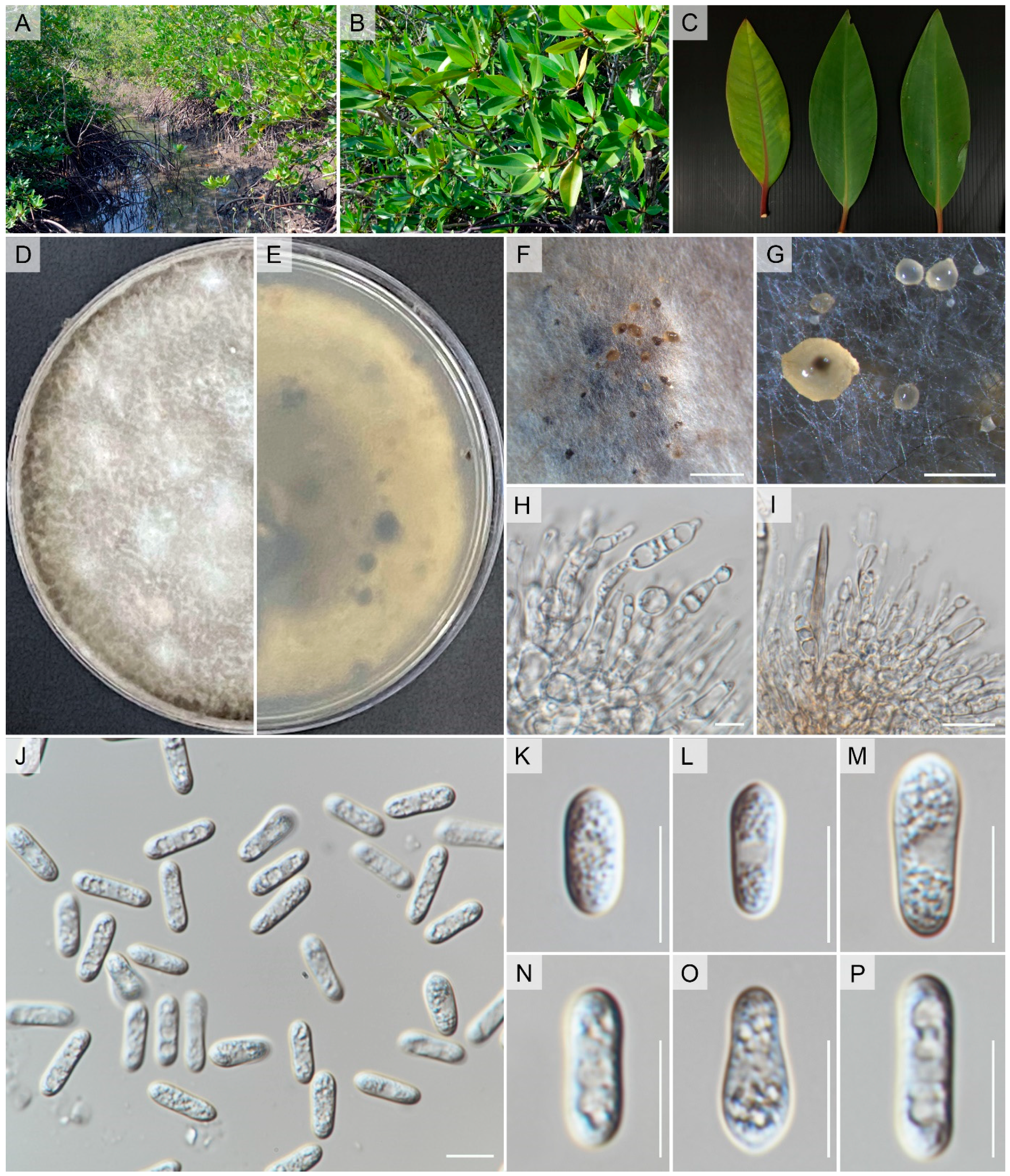 Pathogens 12 01436 g006