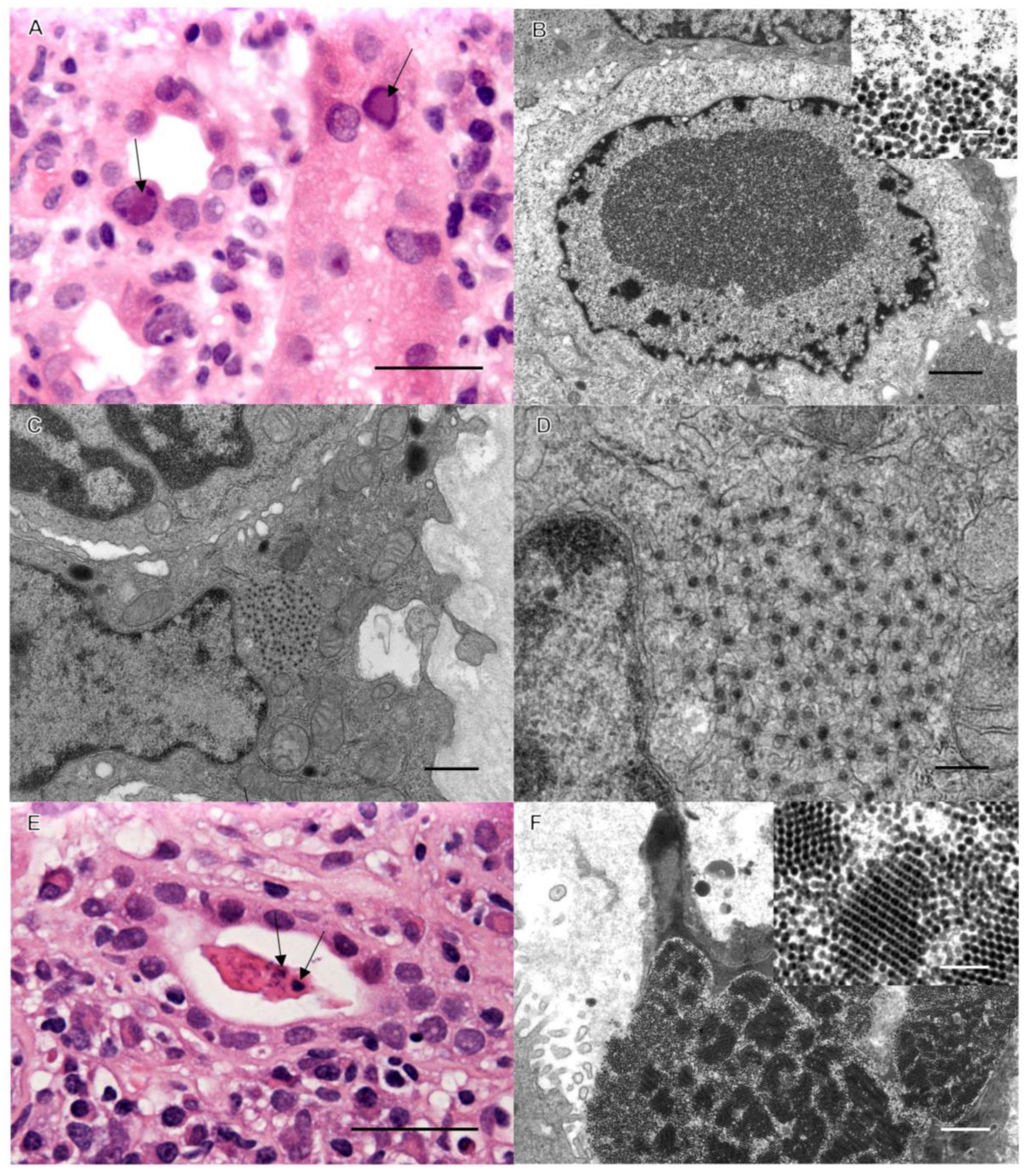 Pathogens 12 01456 g001 Pathogens 12 01456 g001