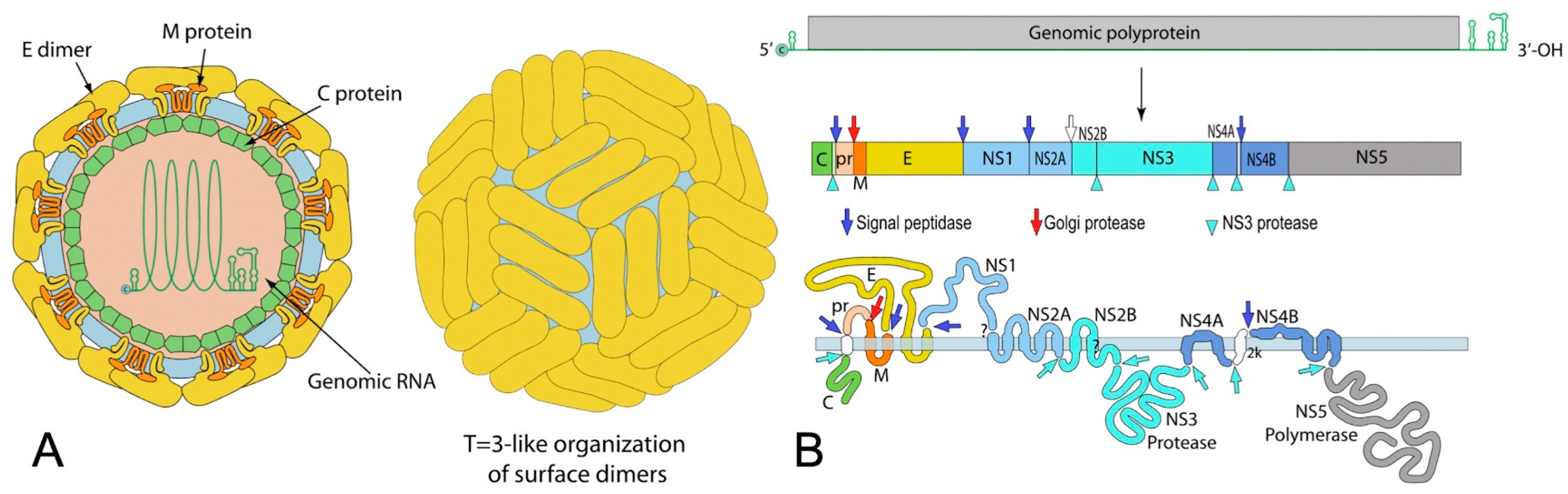 Pathogens 12 01457 g001