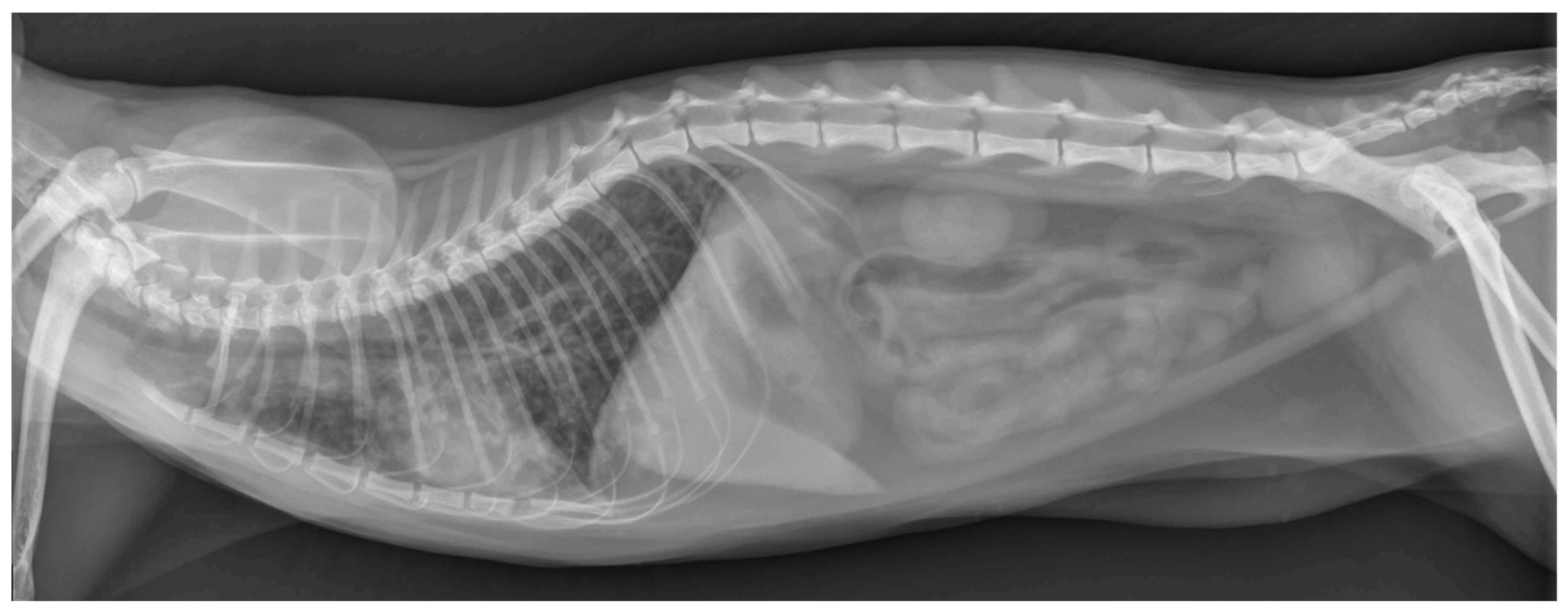 Pathogens 13 00007 g001