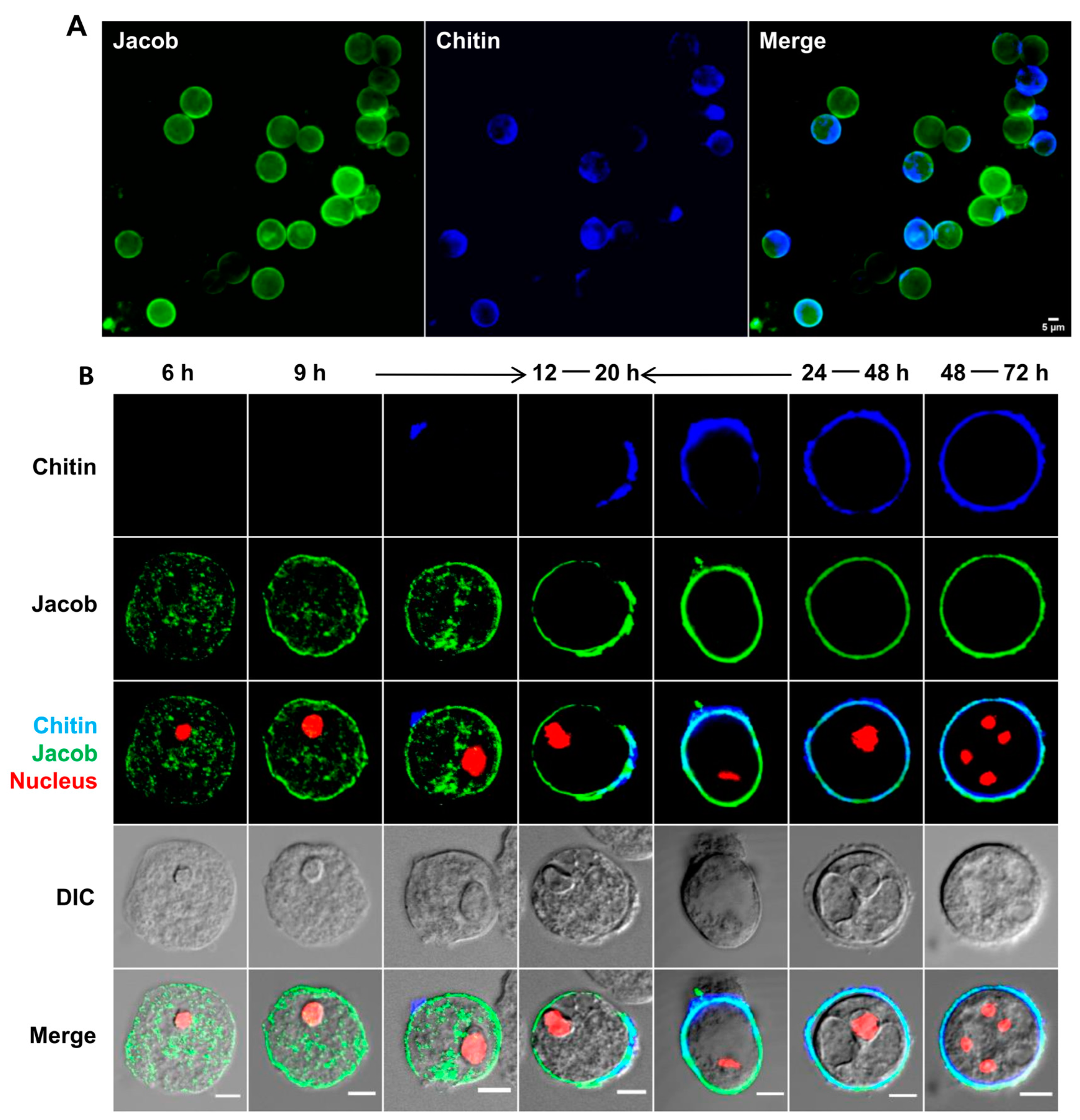 Pathogens 13 00020 g005