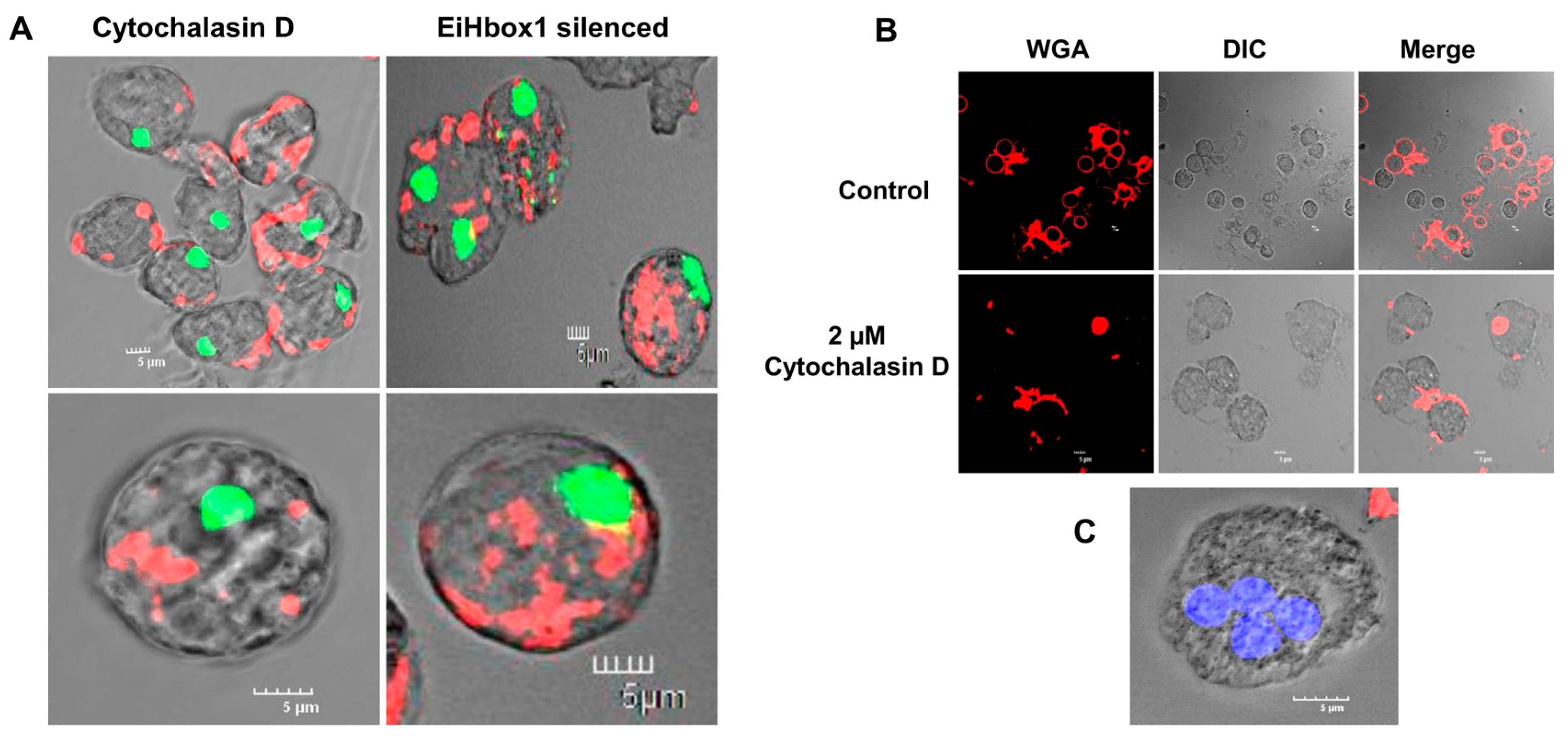 Pathogens 13 00020 g010