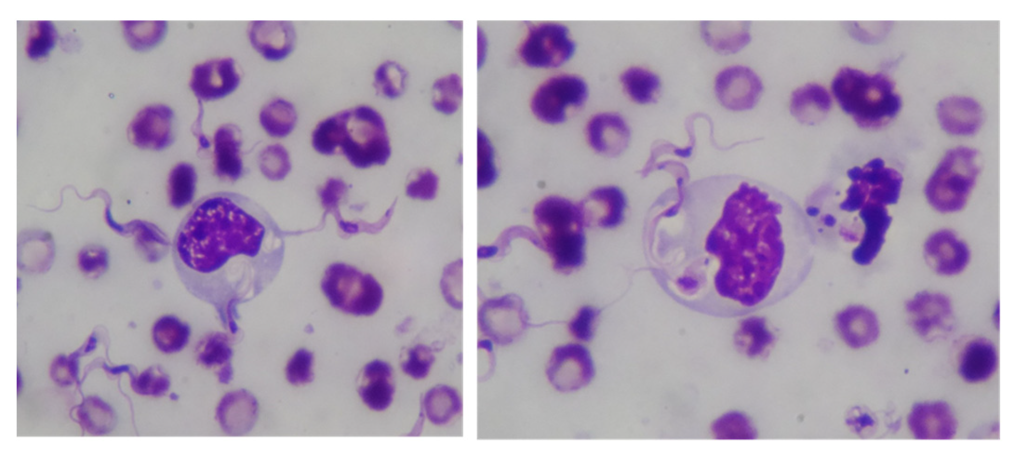 Pathogens 13 00021 g007