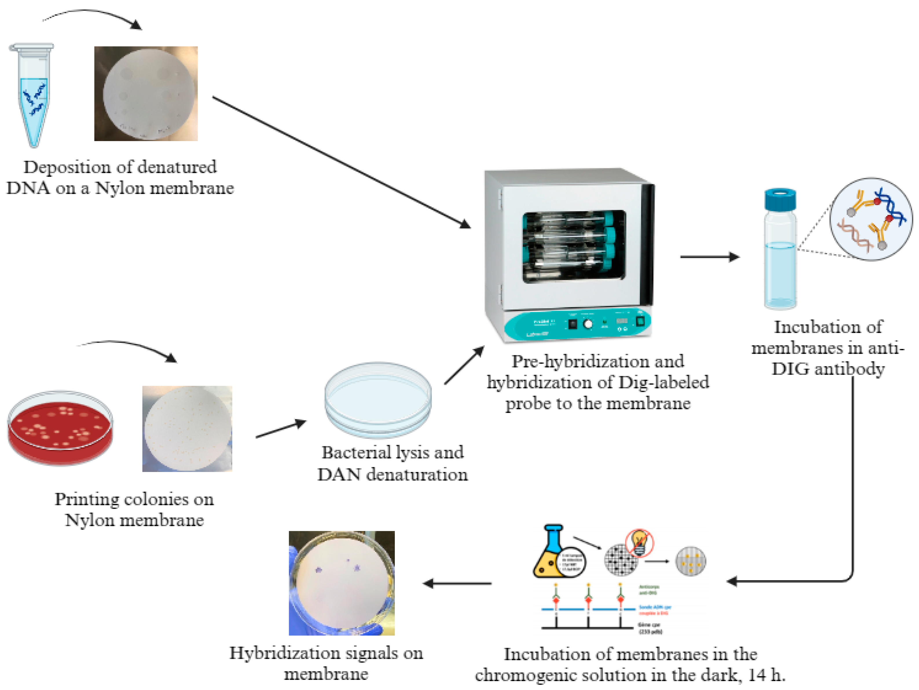Pathogens 13 00030 g001