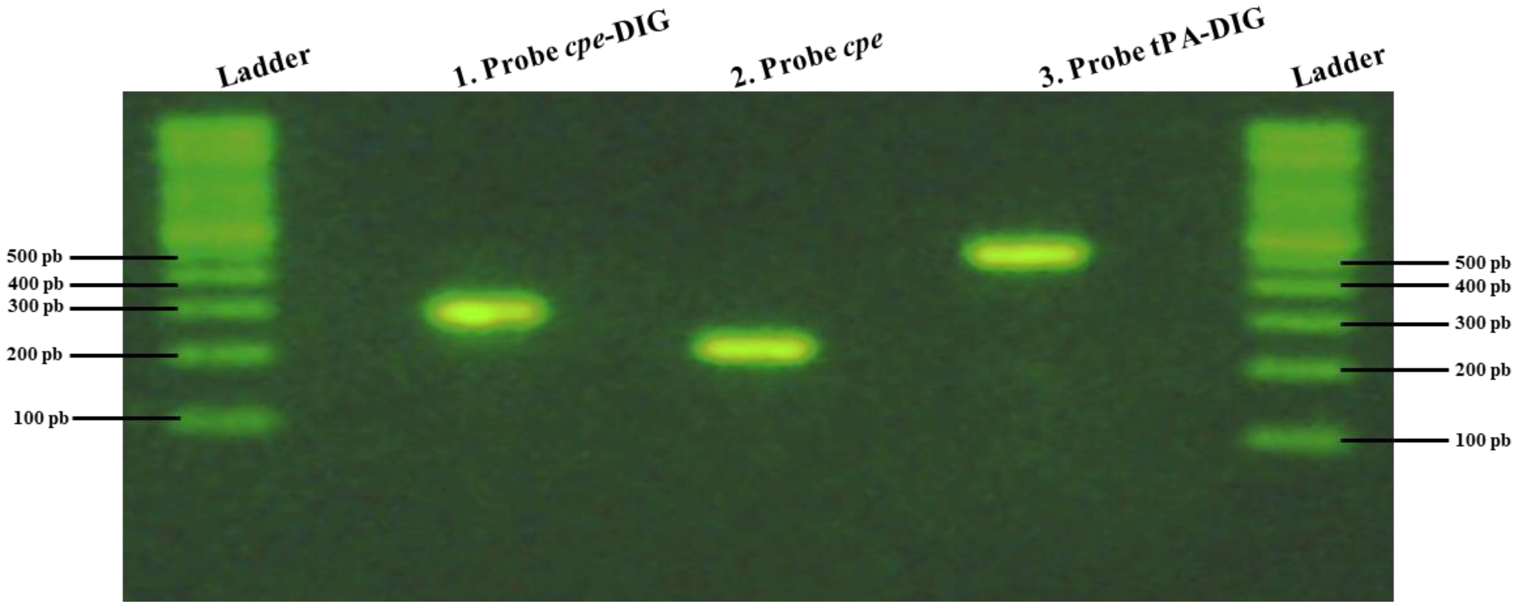Pathogens 13 00030 g002