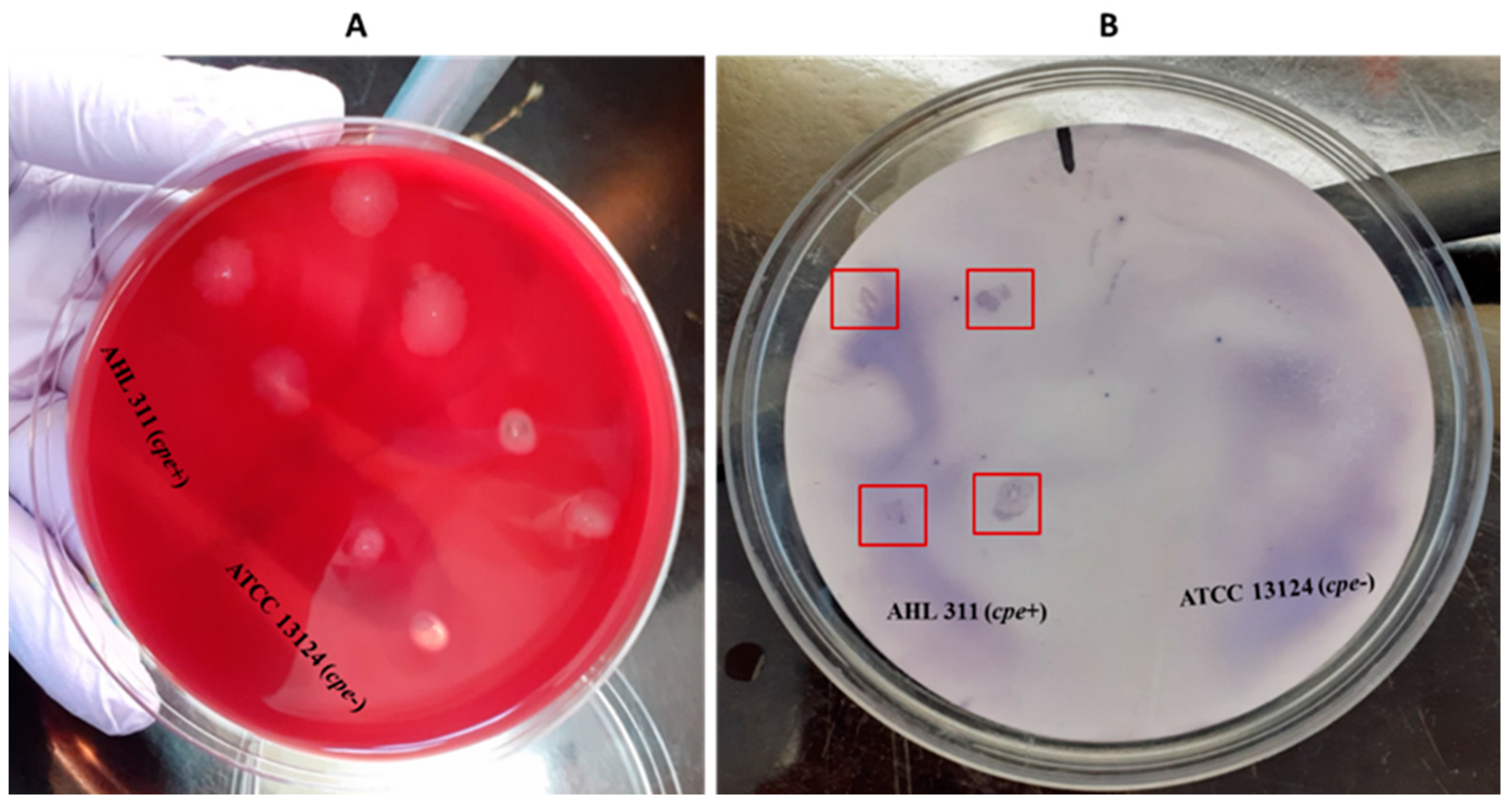 Pathogens 13 00030 g004