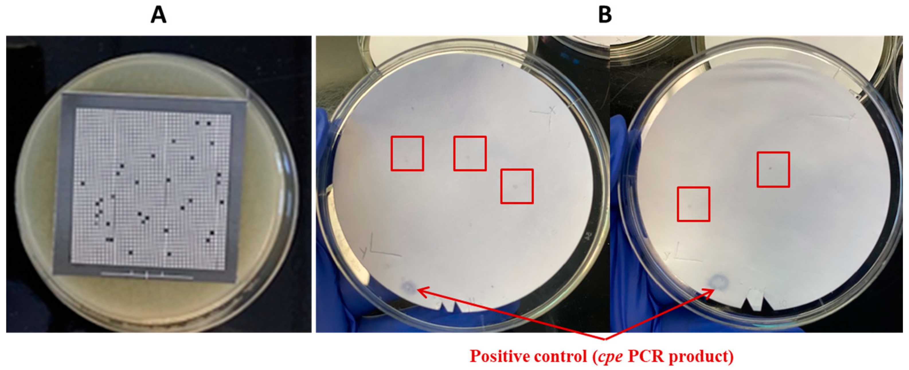 Pathogens 13 00030 g007