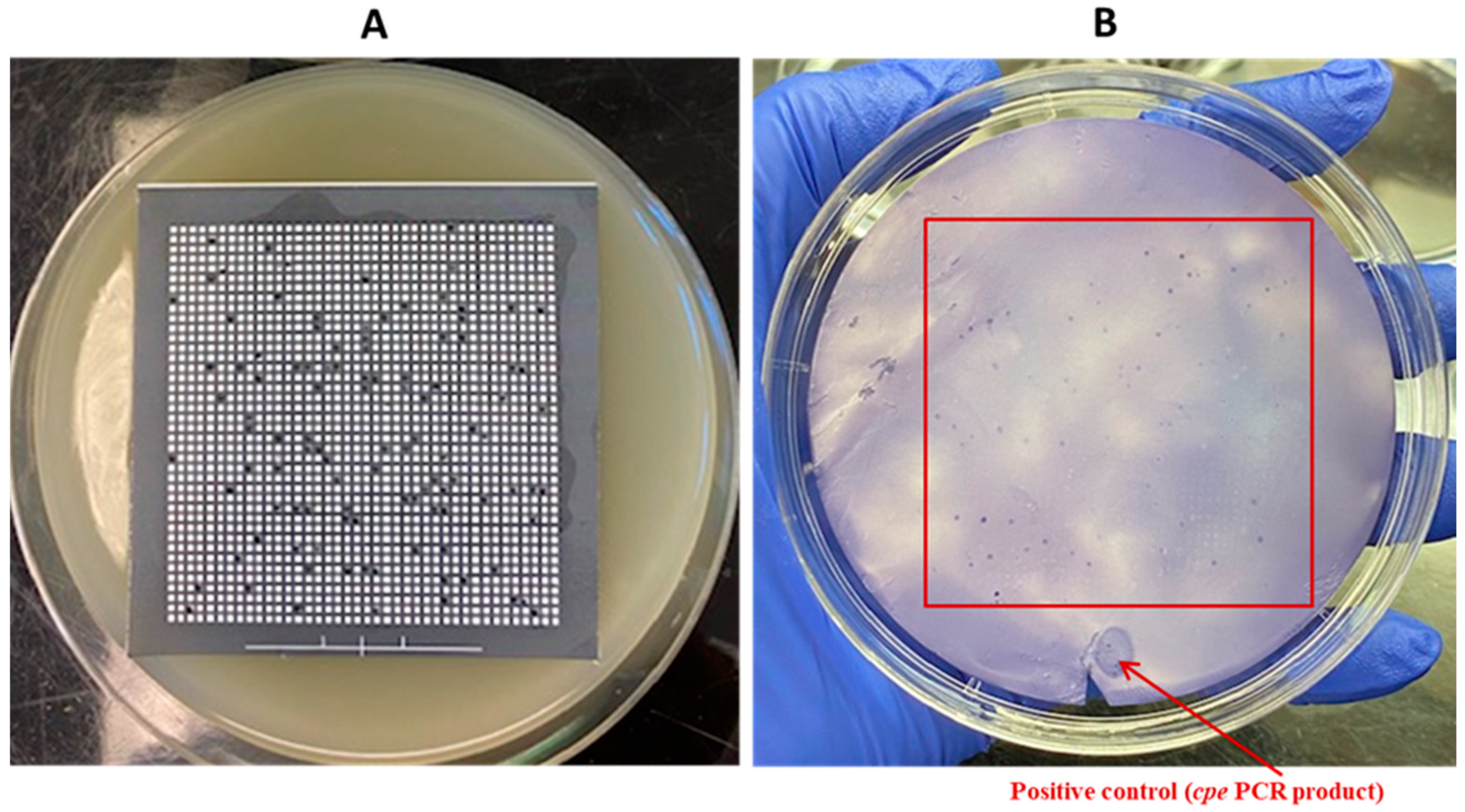 Pathogens 13 00030 g008