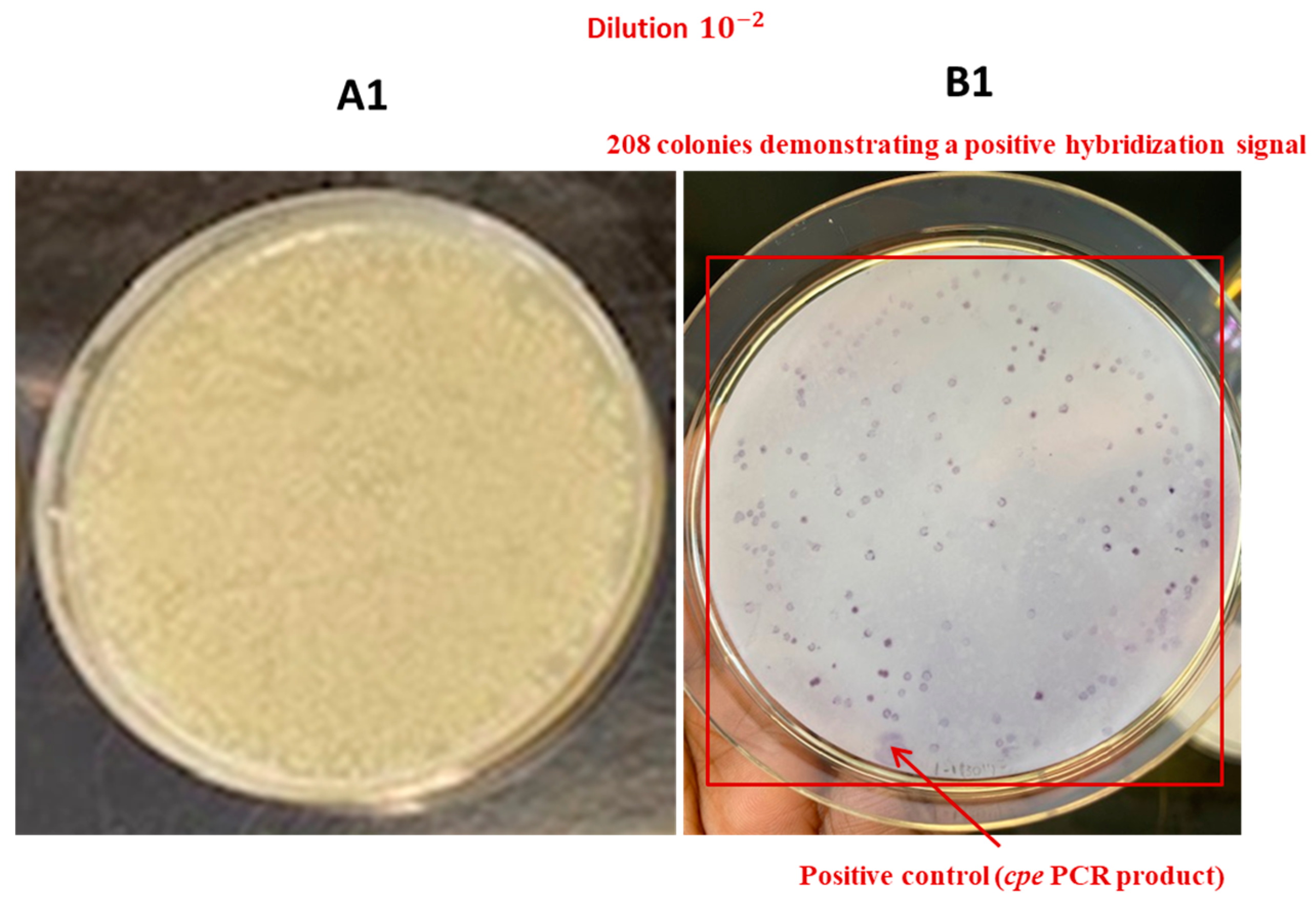 Pathogens 13 00030 g012a