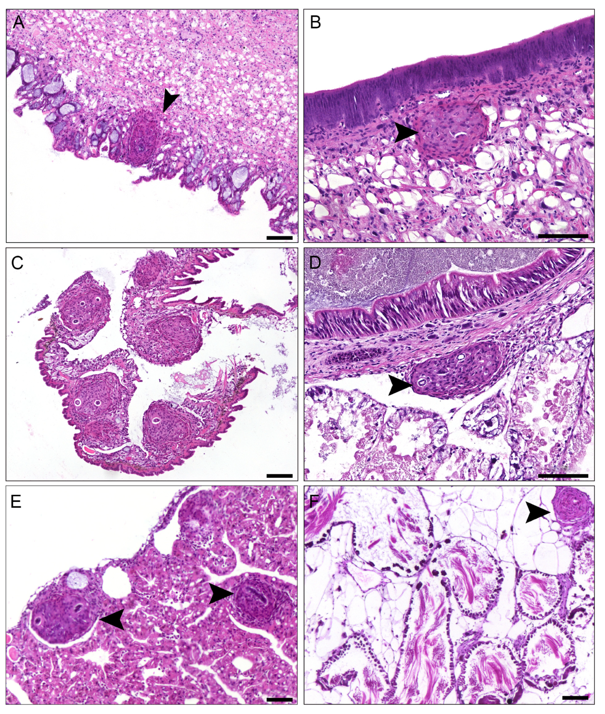Pathogens 13 00034 g001