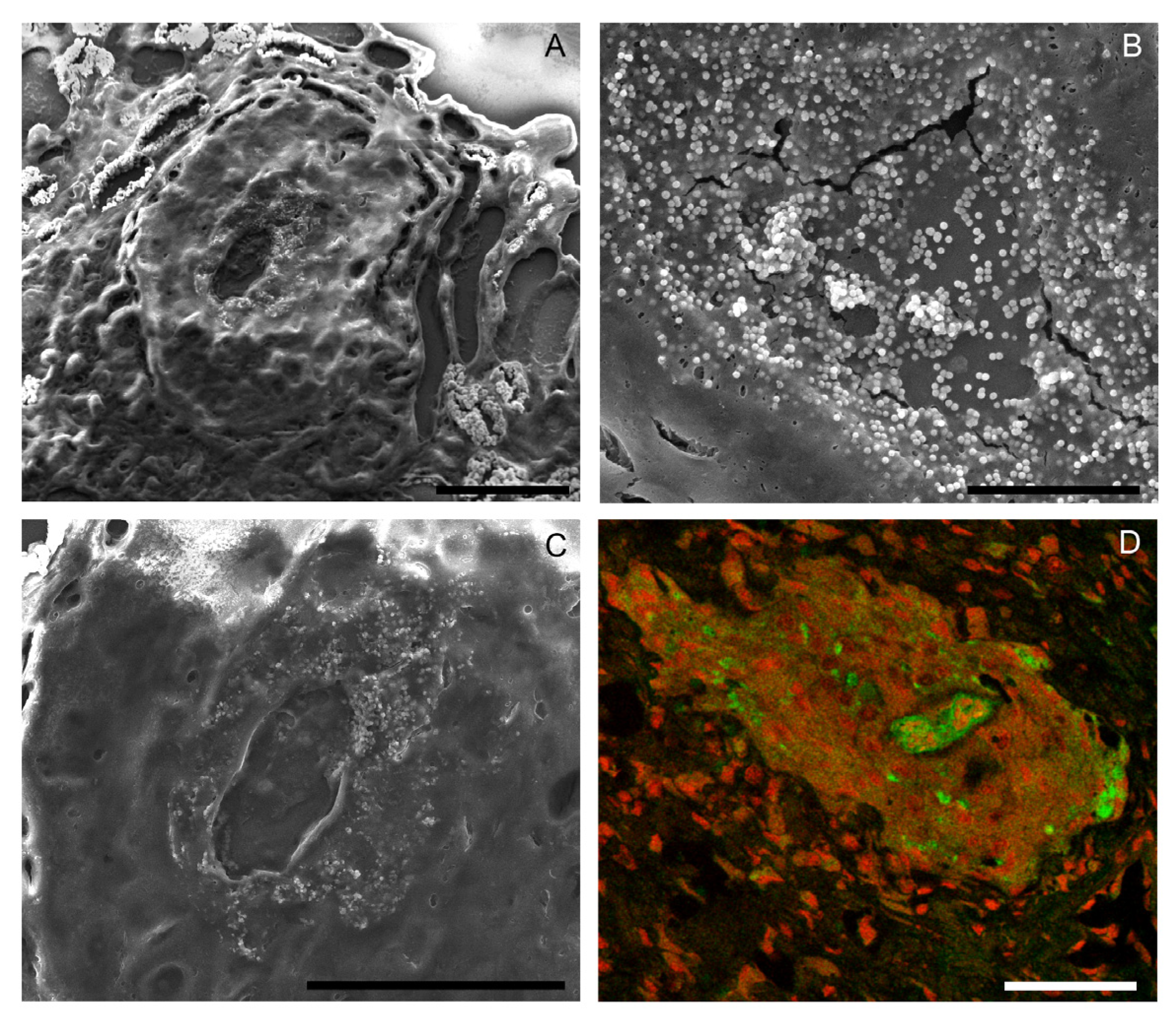 Pathogens 13 00034 g003