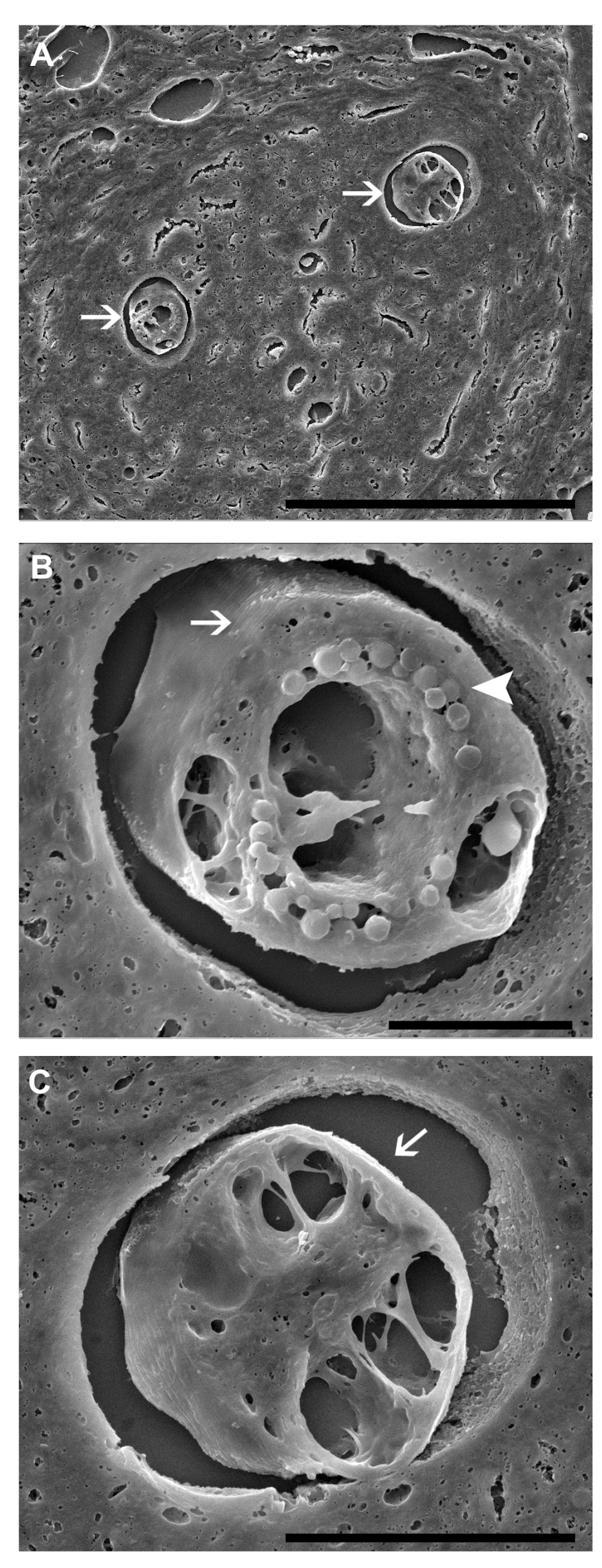 Pathogens 13 00034 g004