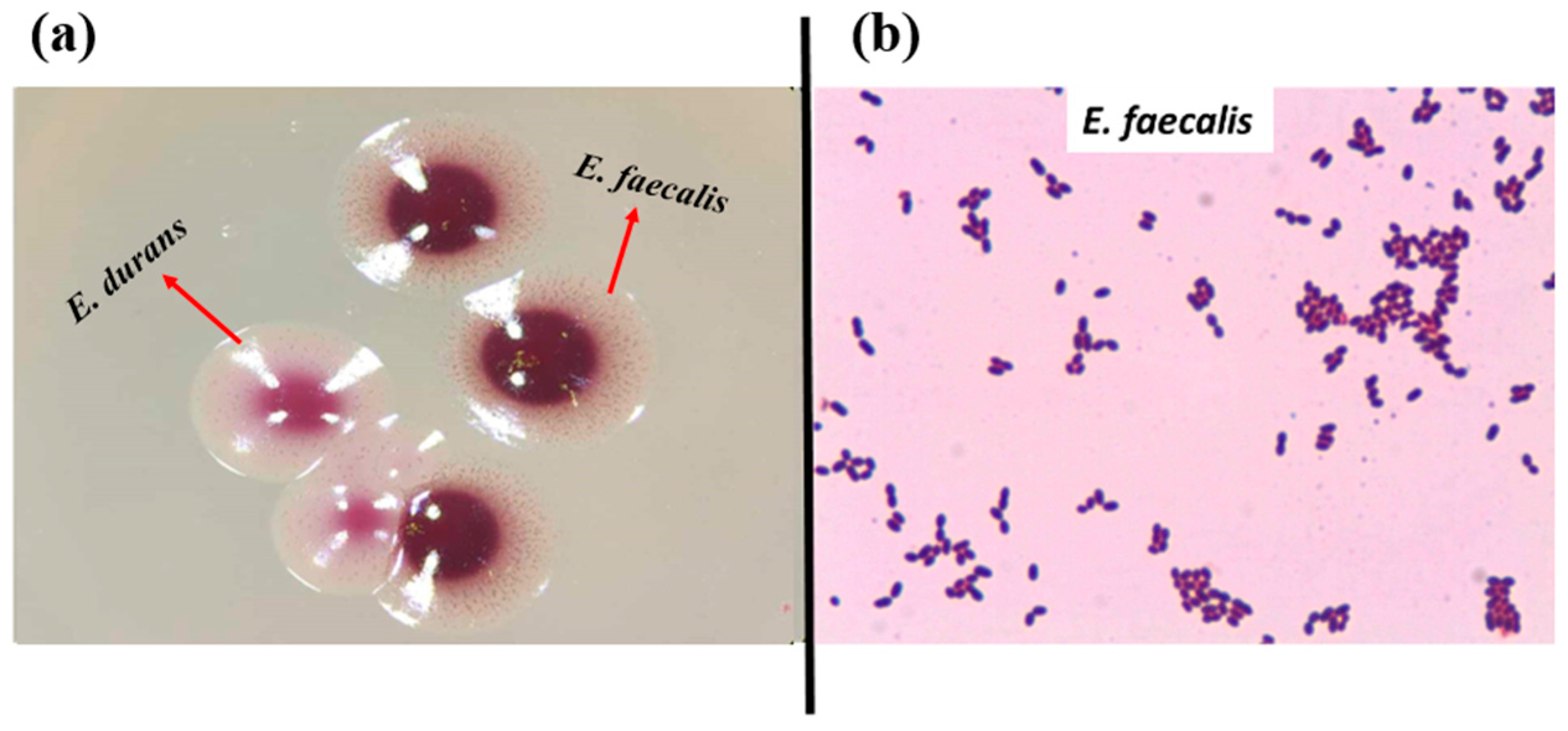 Pathogens 13 00036 g001