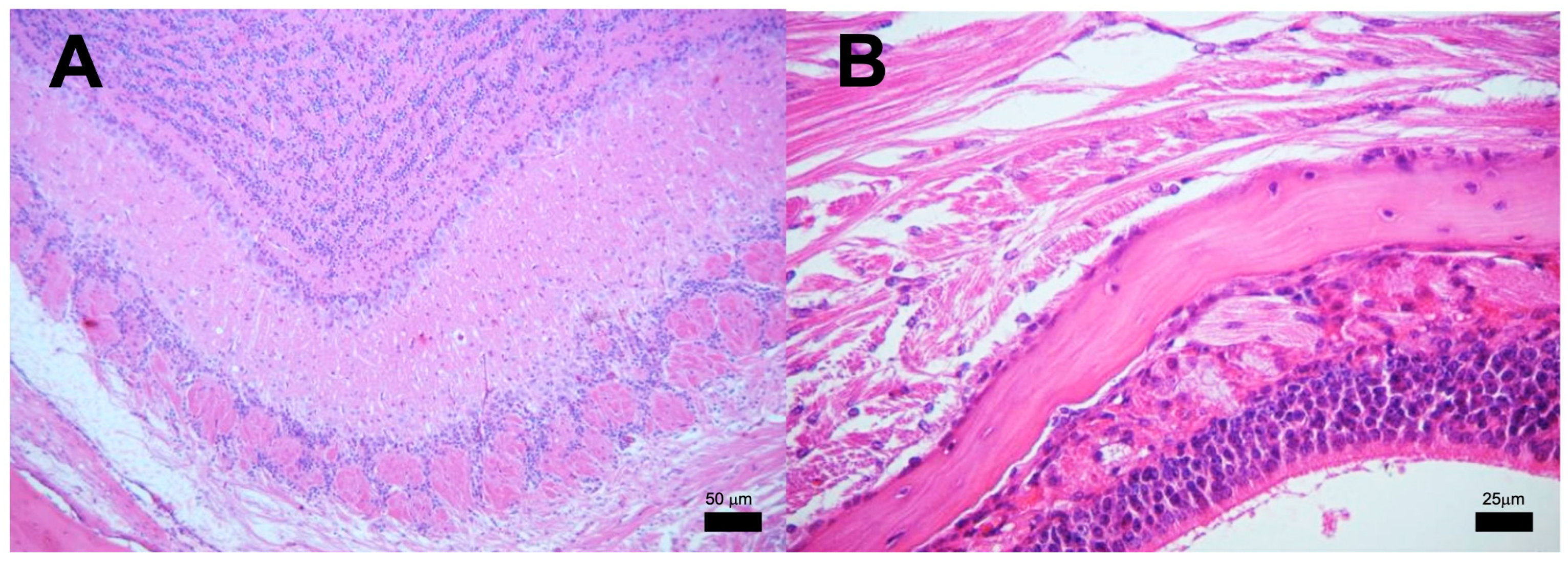 Pathogens 13 00037 g006