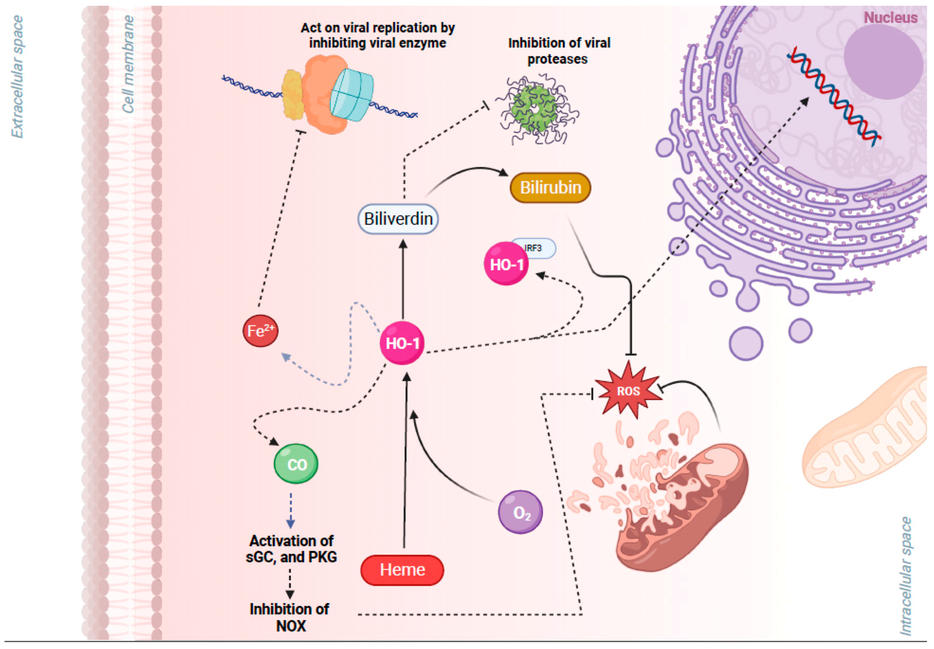 Pathogens 13 00039 g002