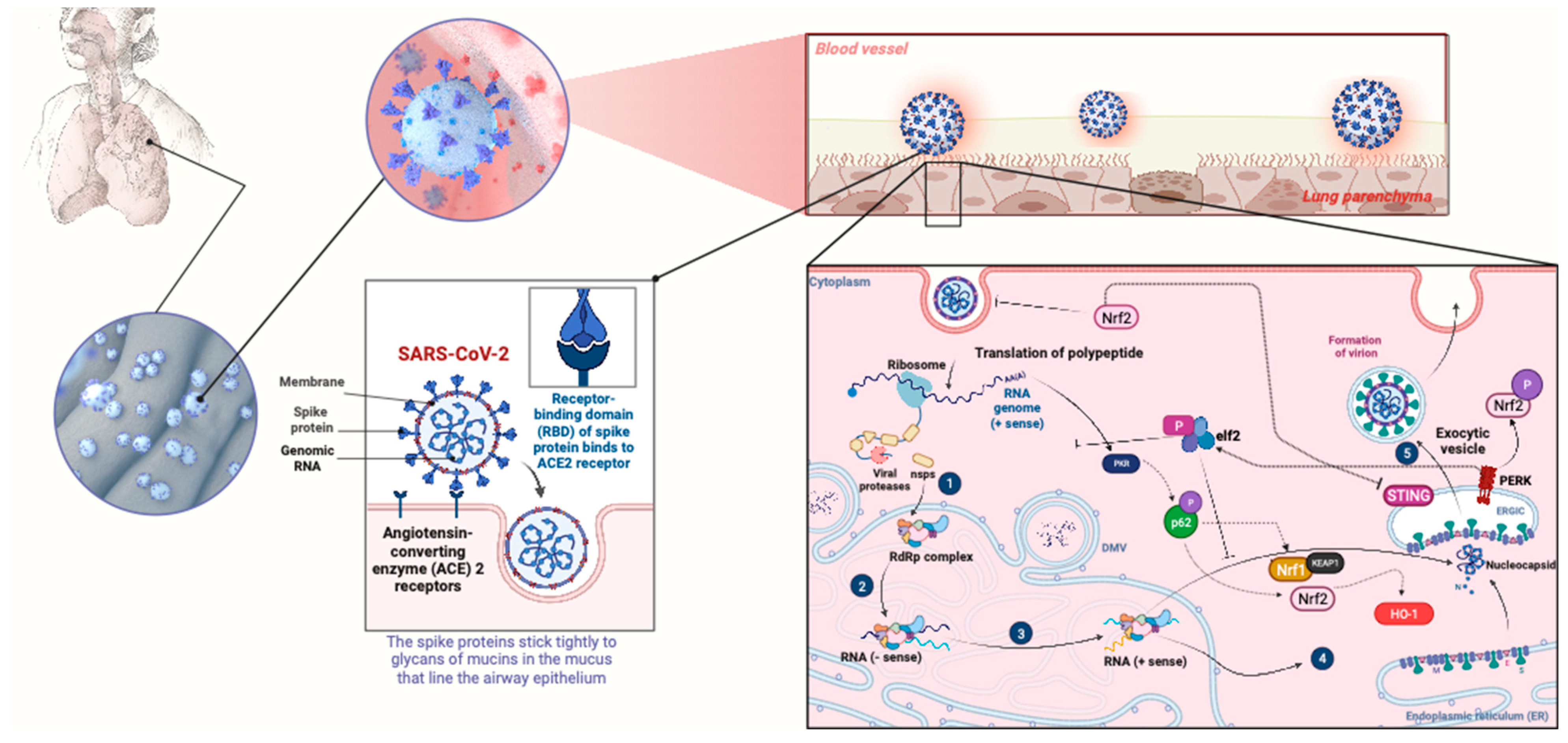 Pathogens 13 00039 g004