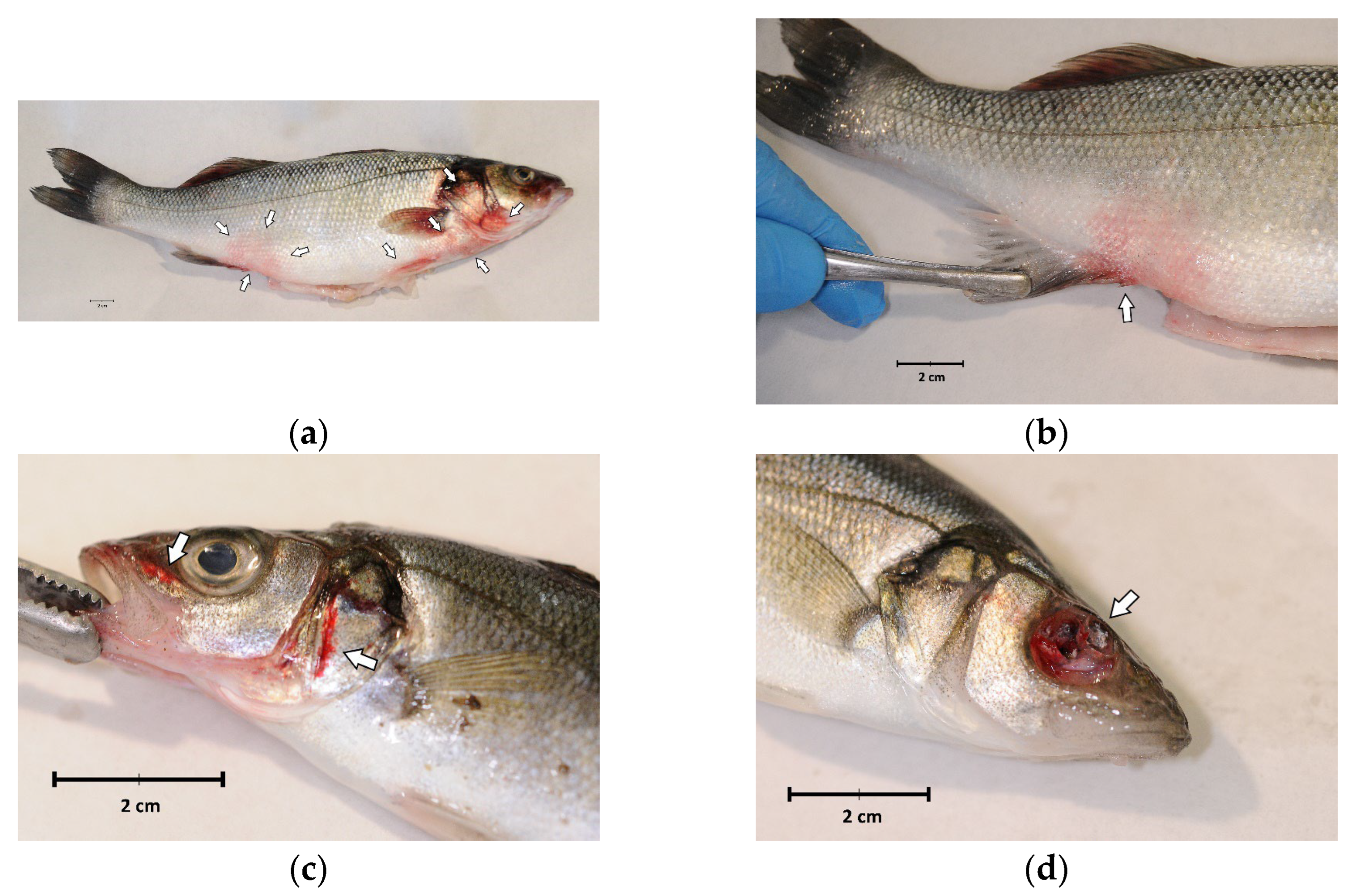 Pathogens 13 00049 g001 Pathogens 13 00049 g001