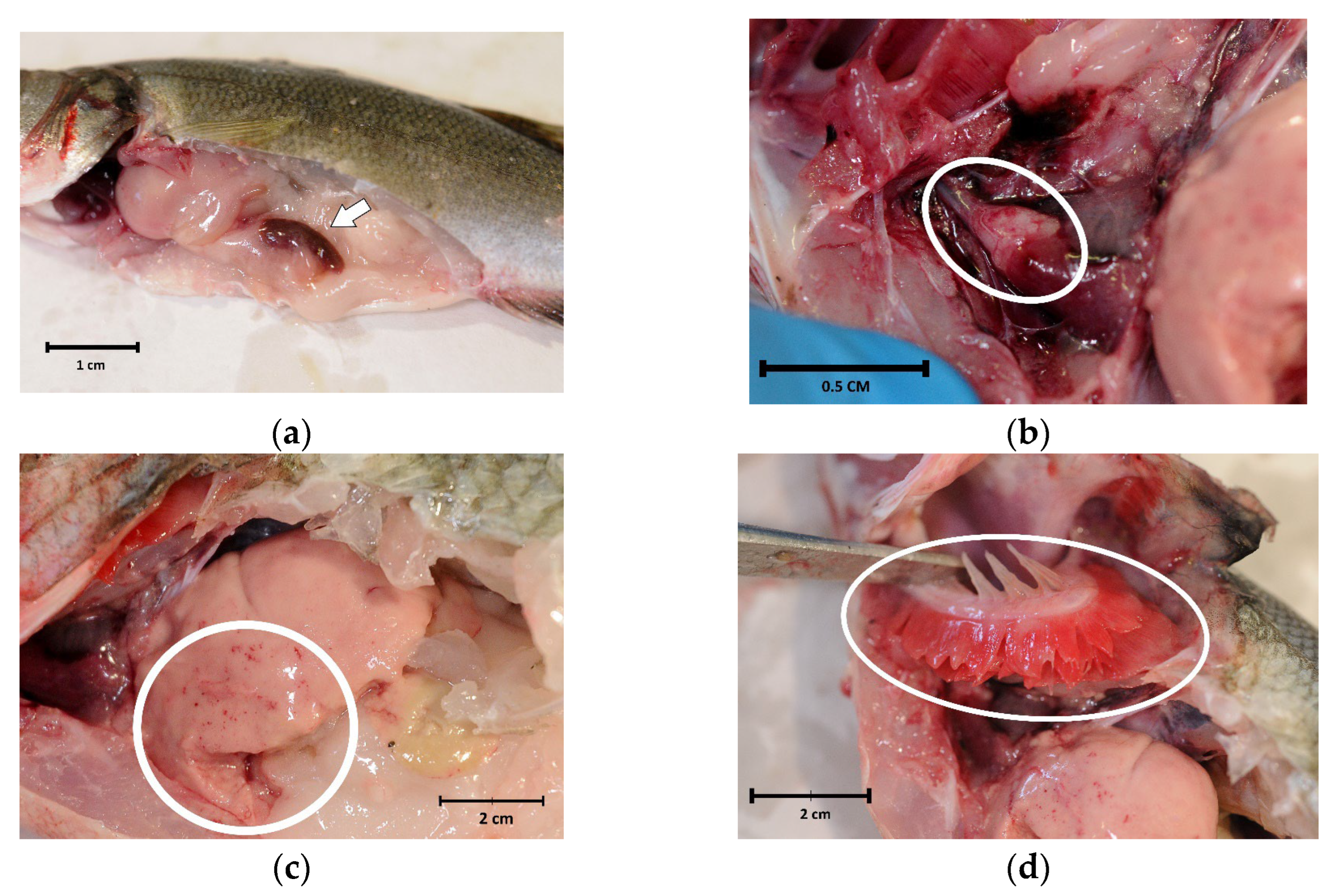 Pathogens 13 00049 g002 Pathogens 13 00049 g002