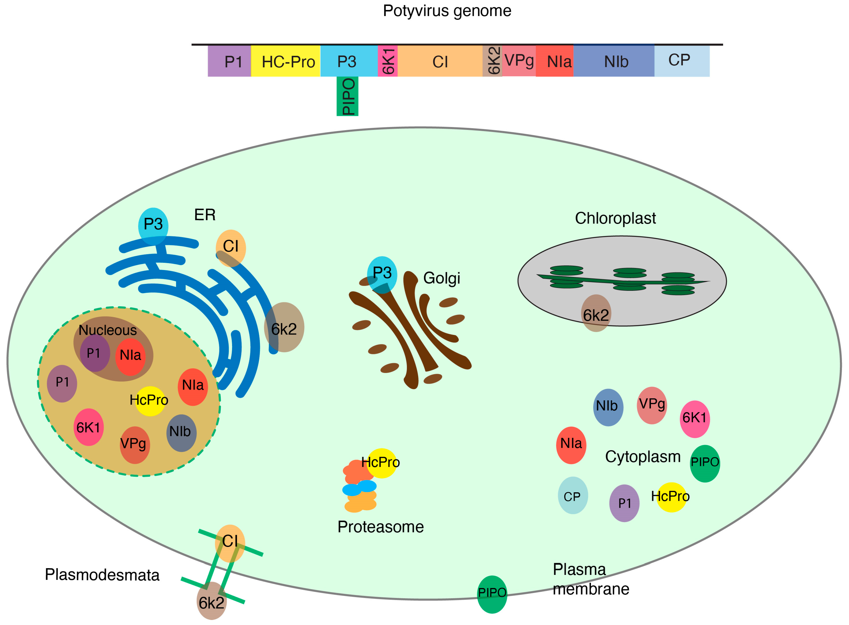 Pathogens 13 00053 g001