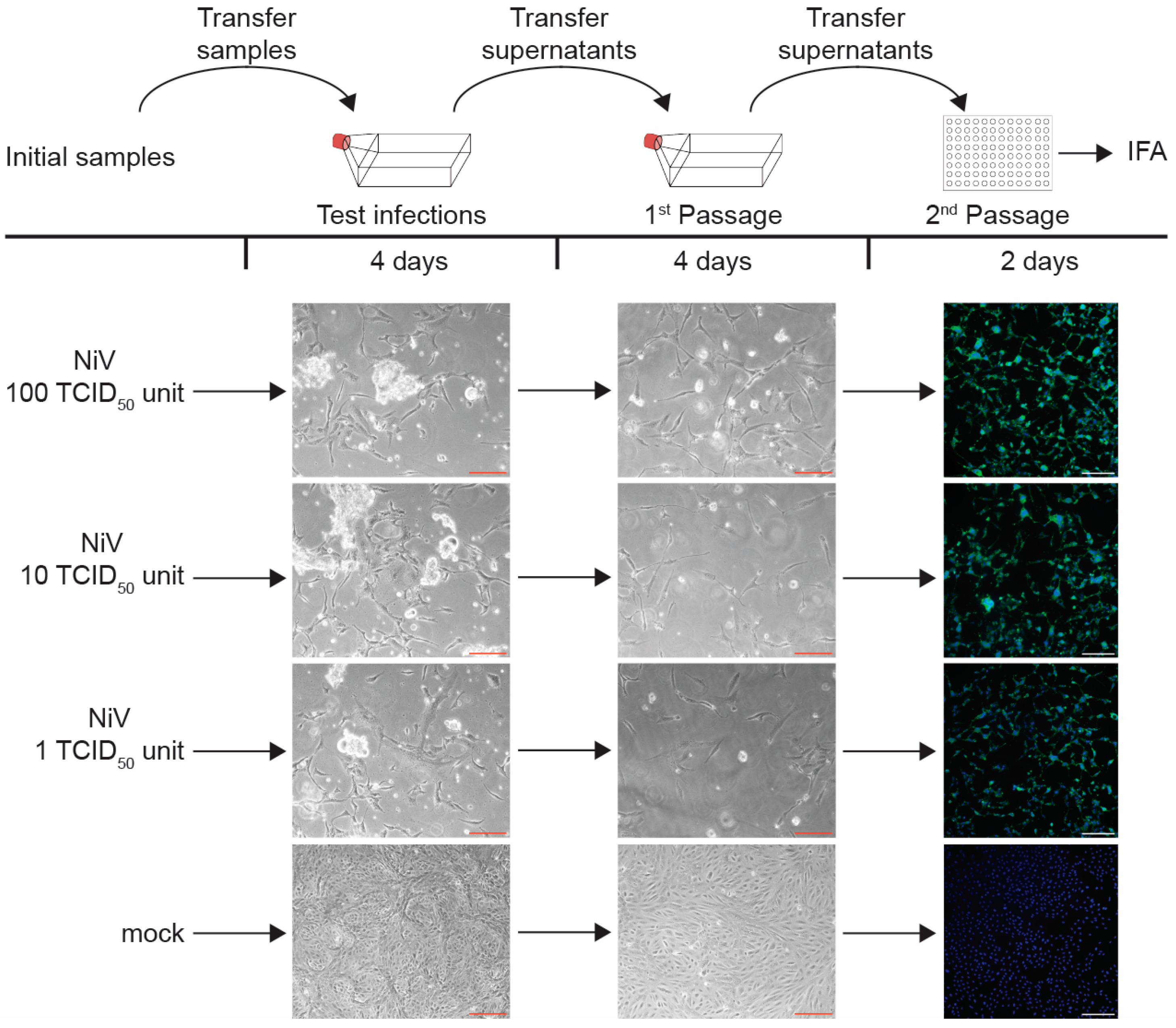 Pathogens 13 00062 g005