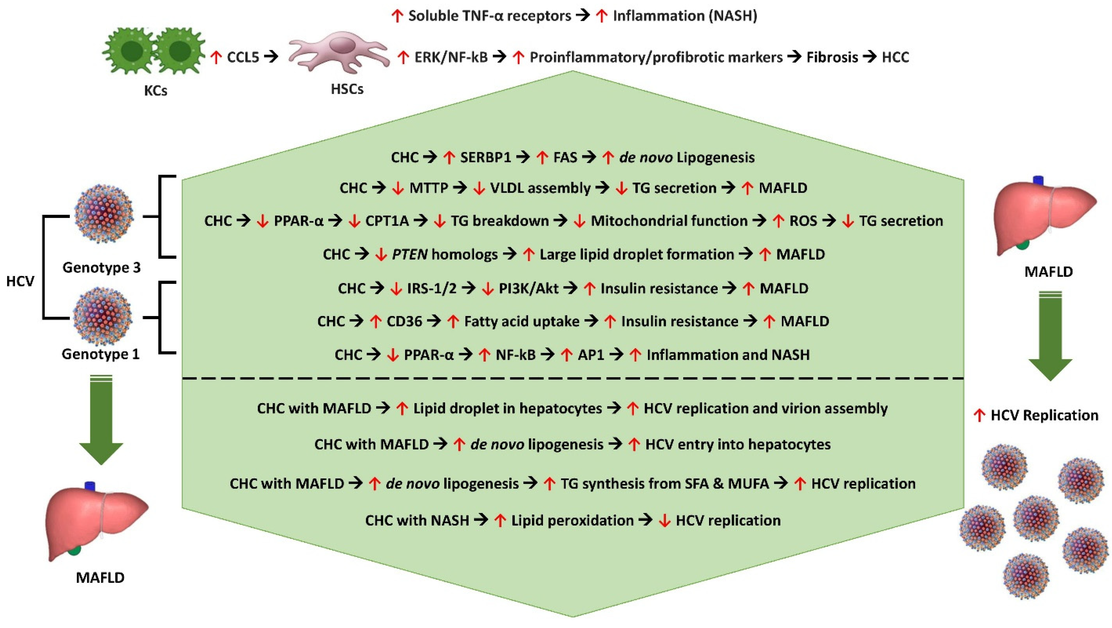 Pathogens 13 00068 g002
