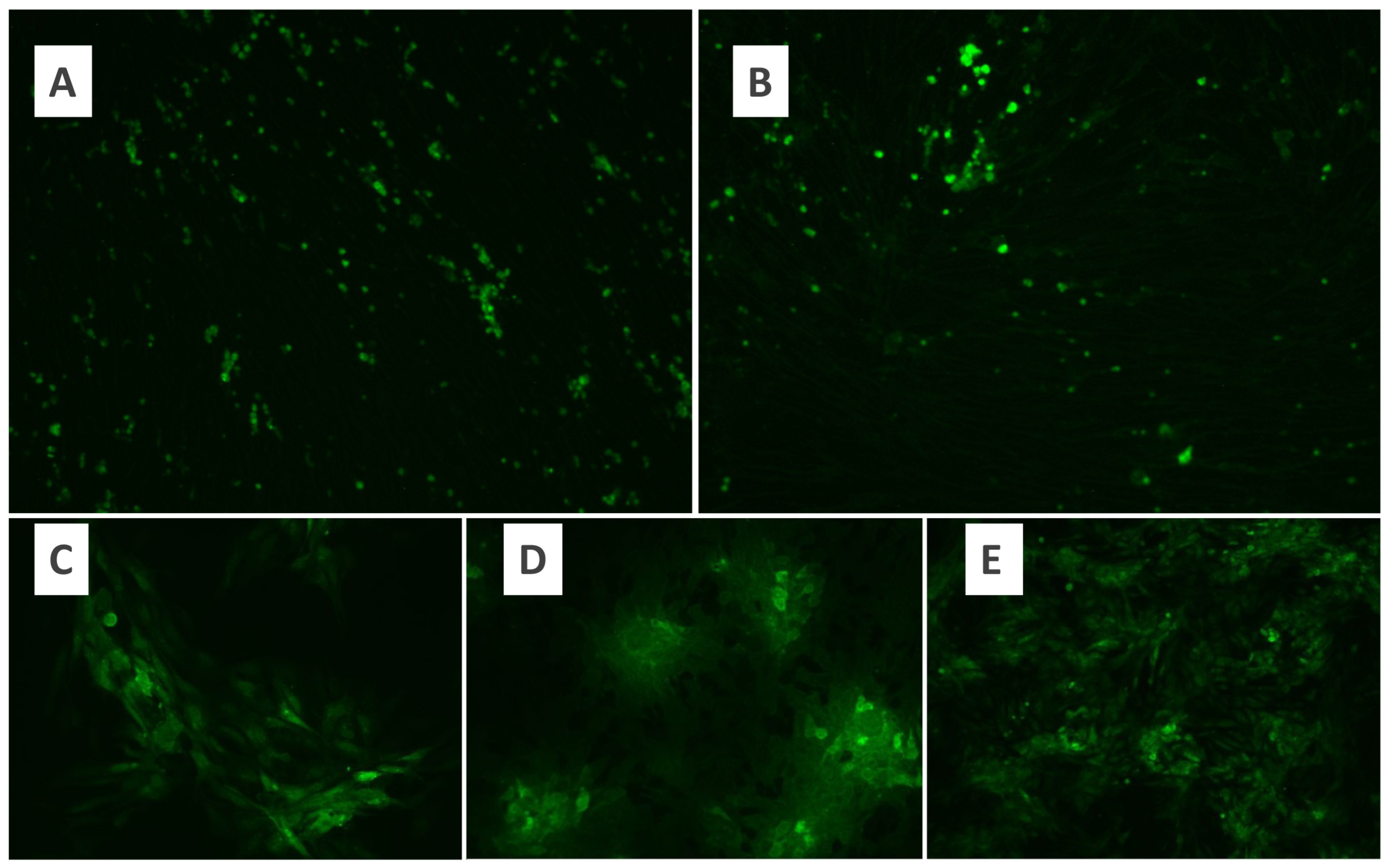 Pathogens 13 00072 g001