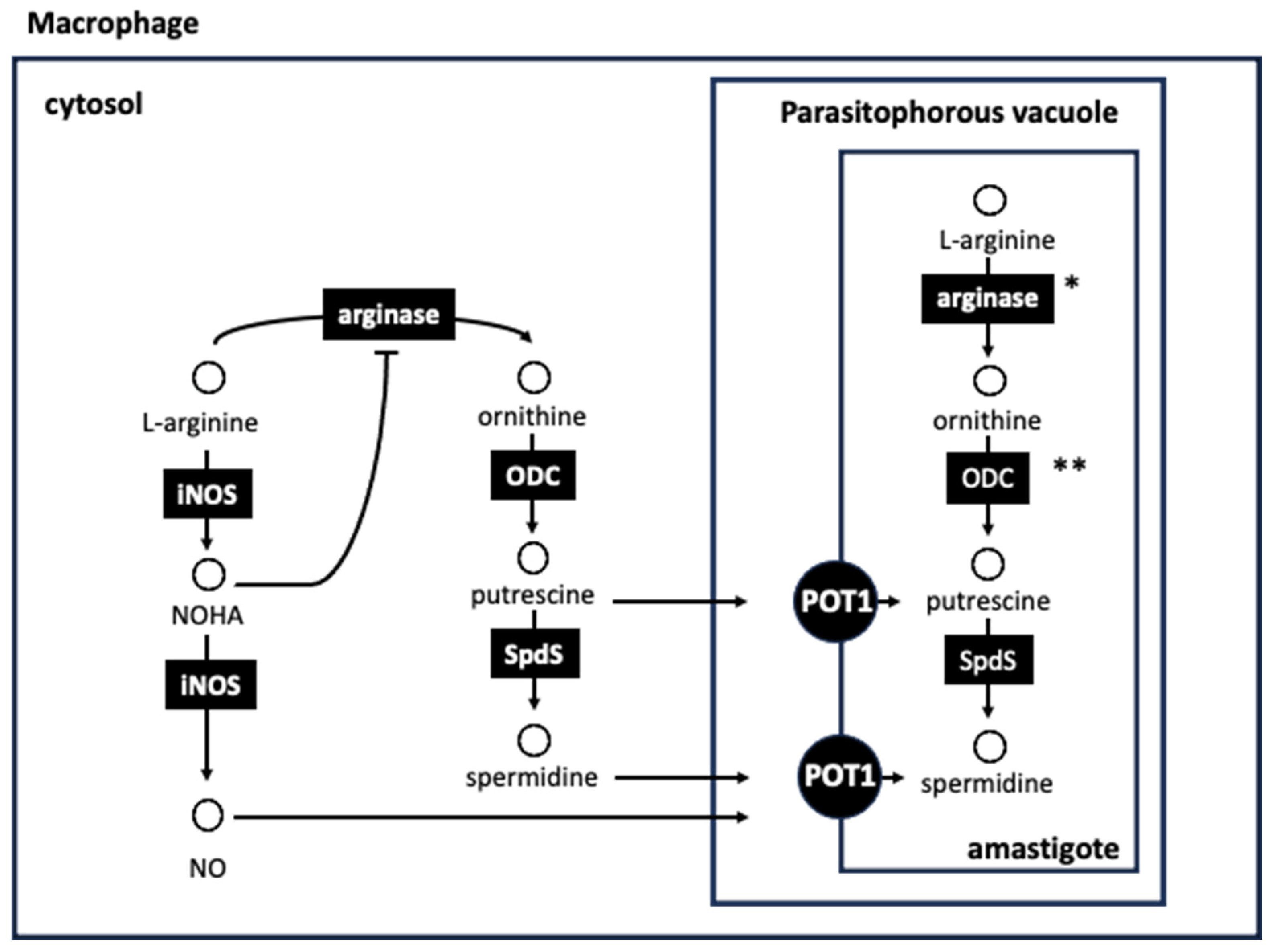 Pathogens 13 00079 g005 Pathogens 13 00079 g005